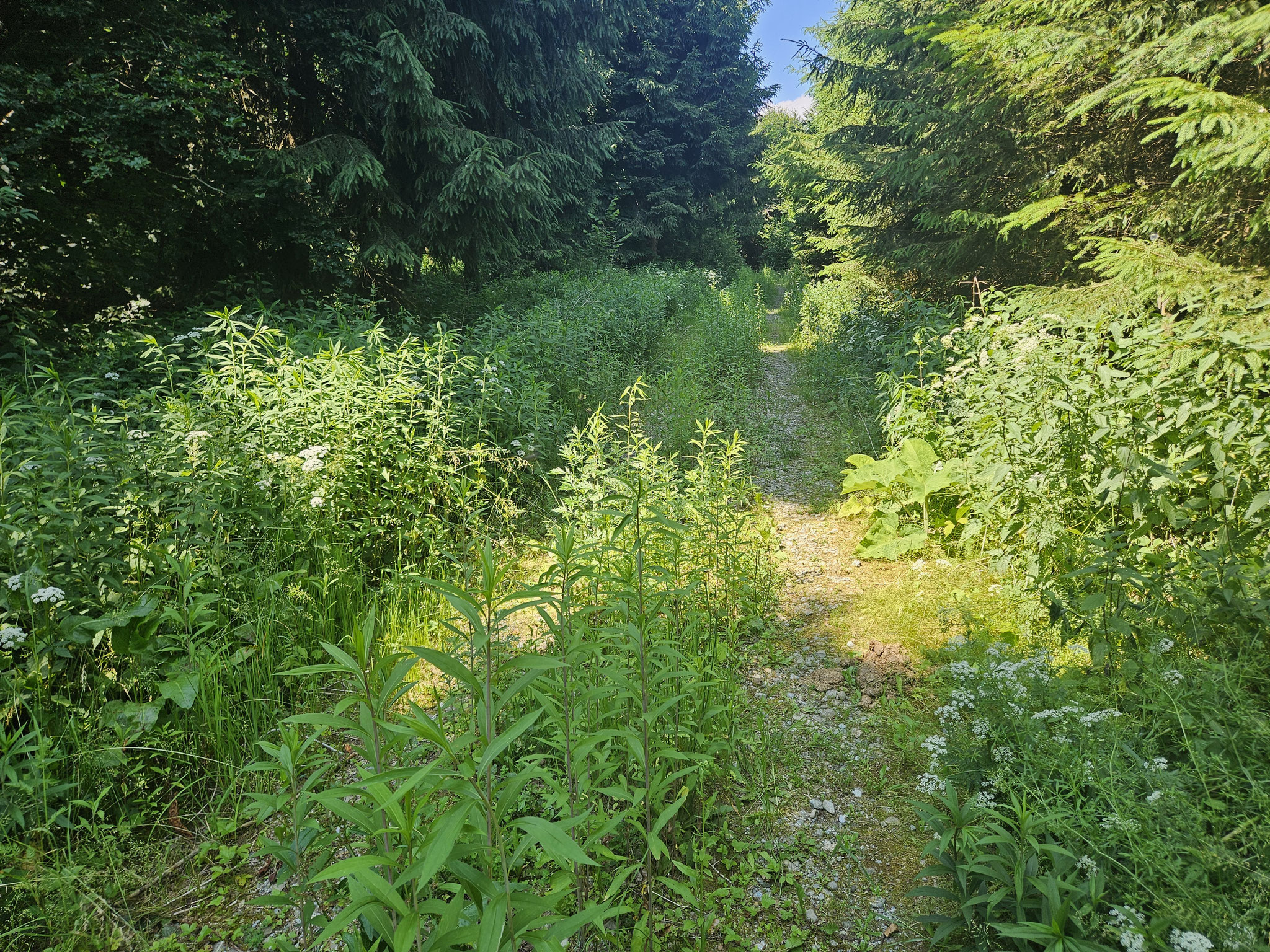 Unmarkierter Weg bei Binzen.