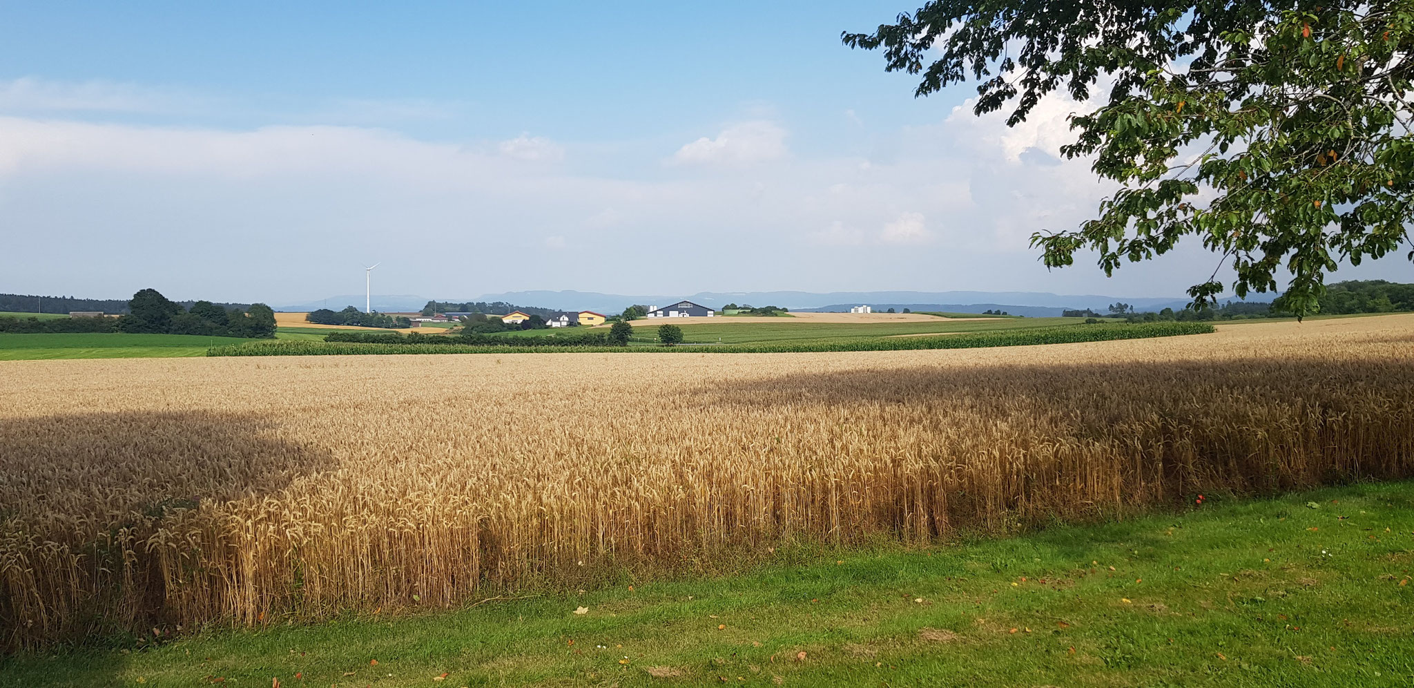 Auf dem Hagen. Blick nach Osten zur Schwäbischen Alb.