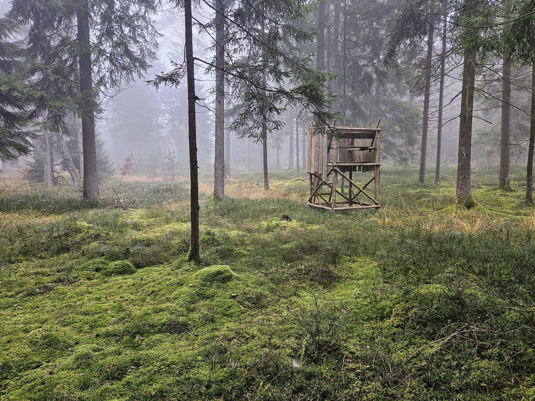 Mooslandschaft ob Habres.