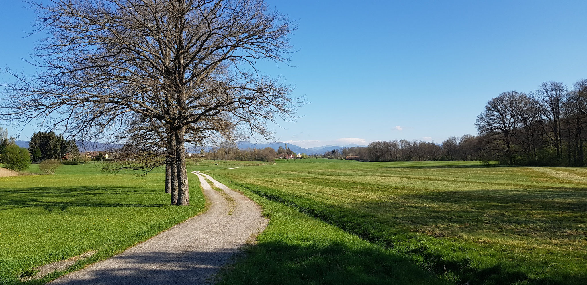 Larivière, Vogesenblick.