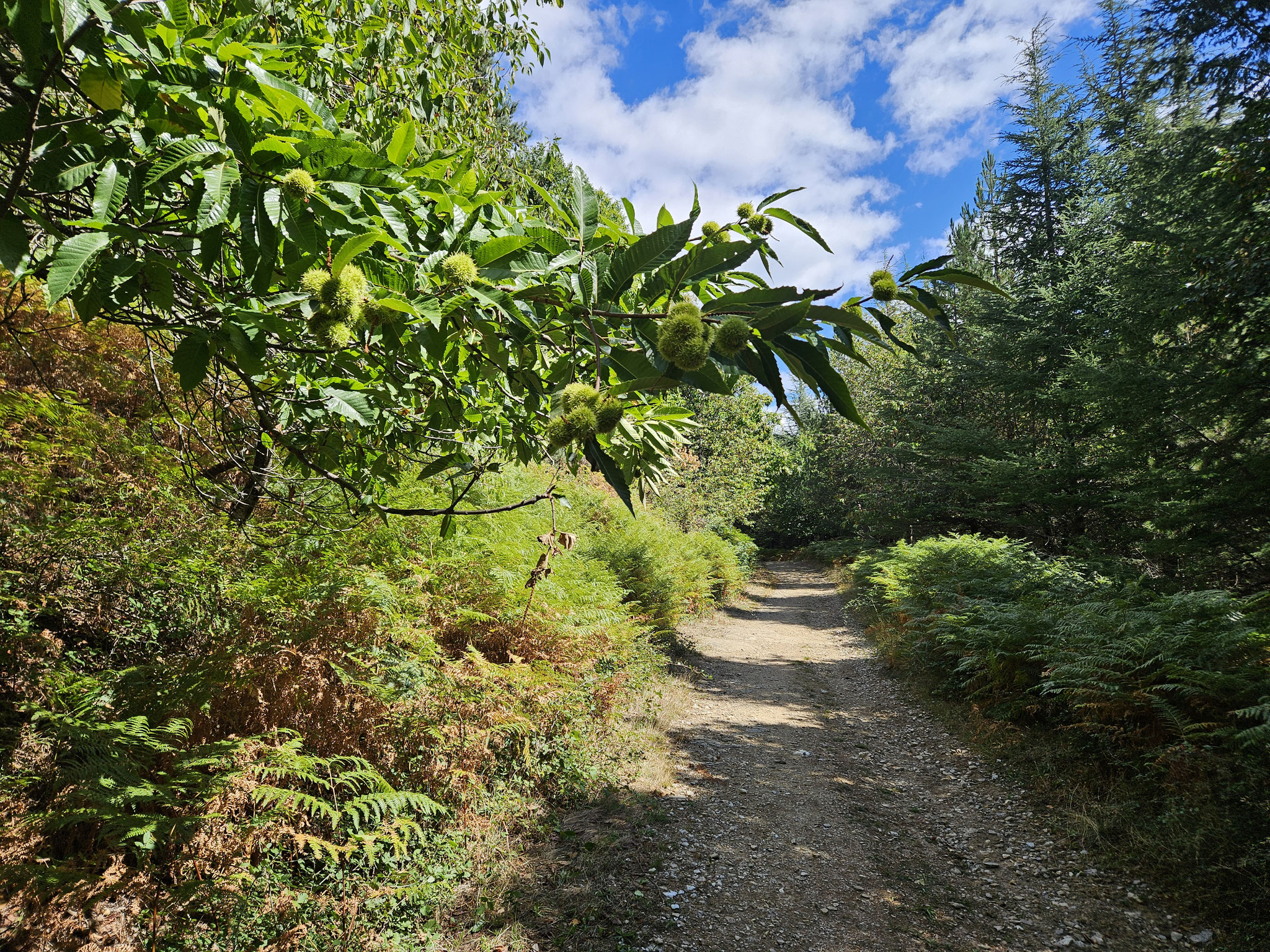 Gen Col des Laupies, Mischwald mit Edelkastanien.
