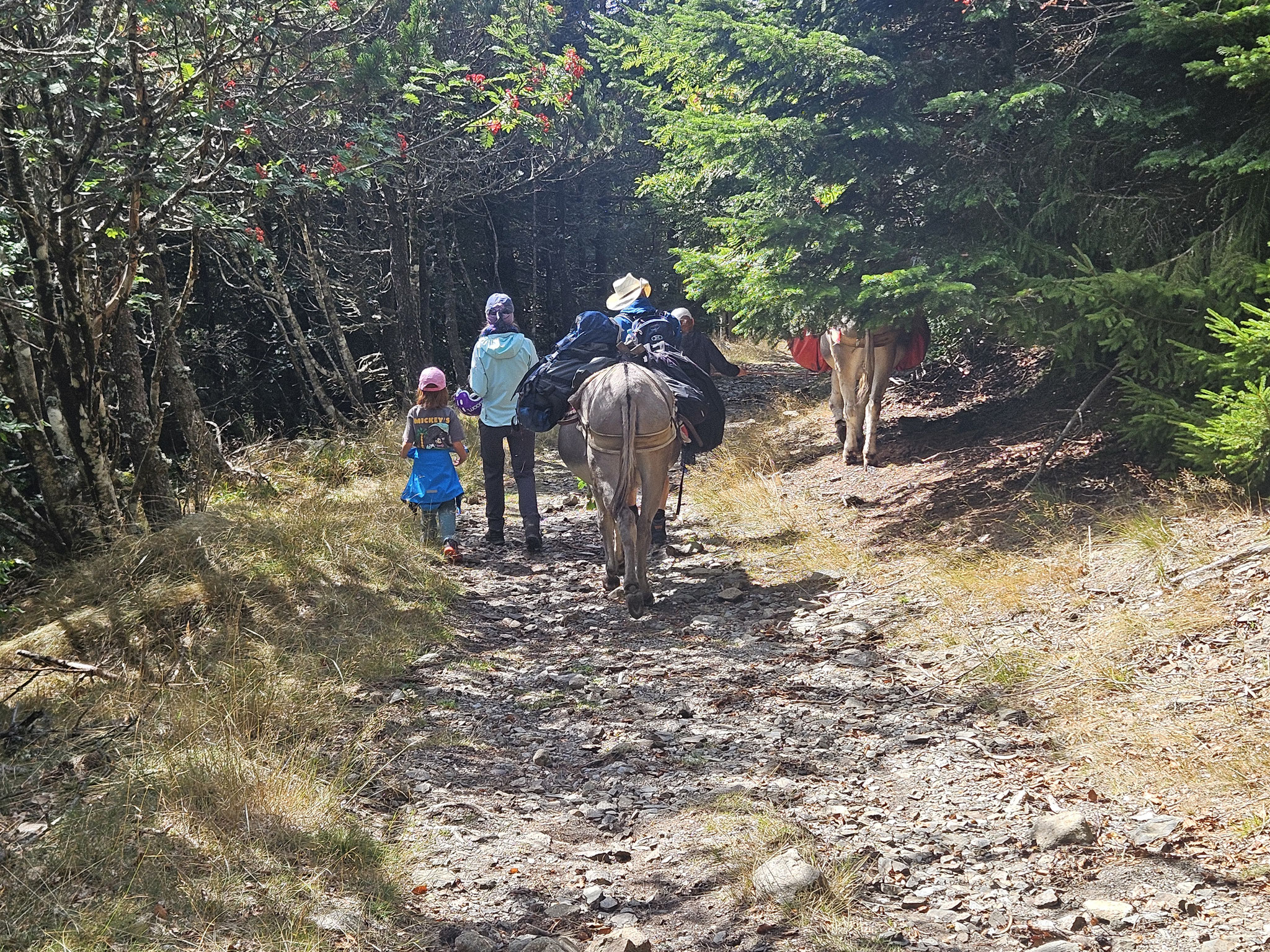 Auf Stevensons Spuren: Esel am Mont Aigoual.