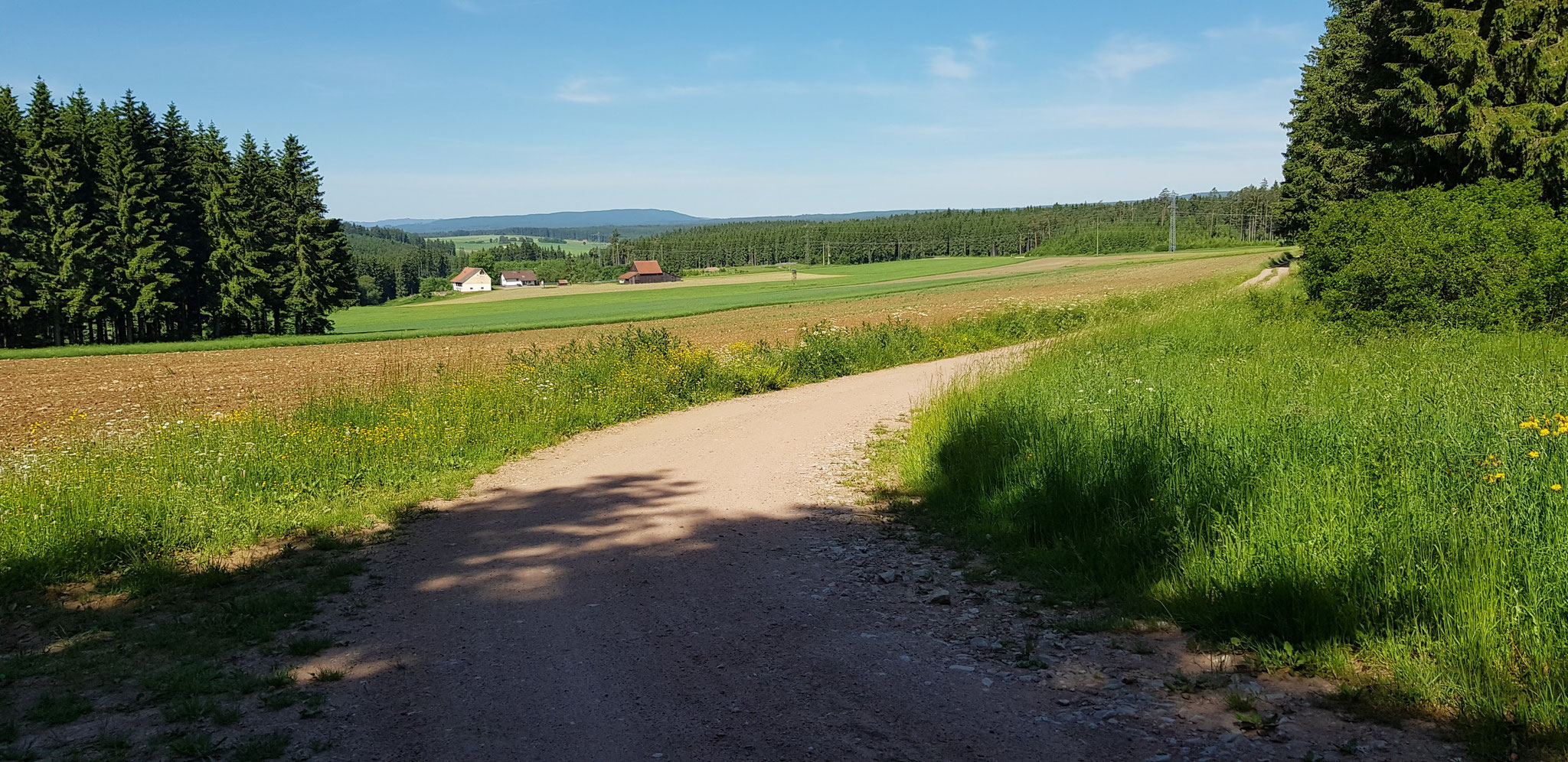 Bittelbrunn-Lichtung mit Schwarzwald-Blick.