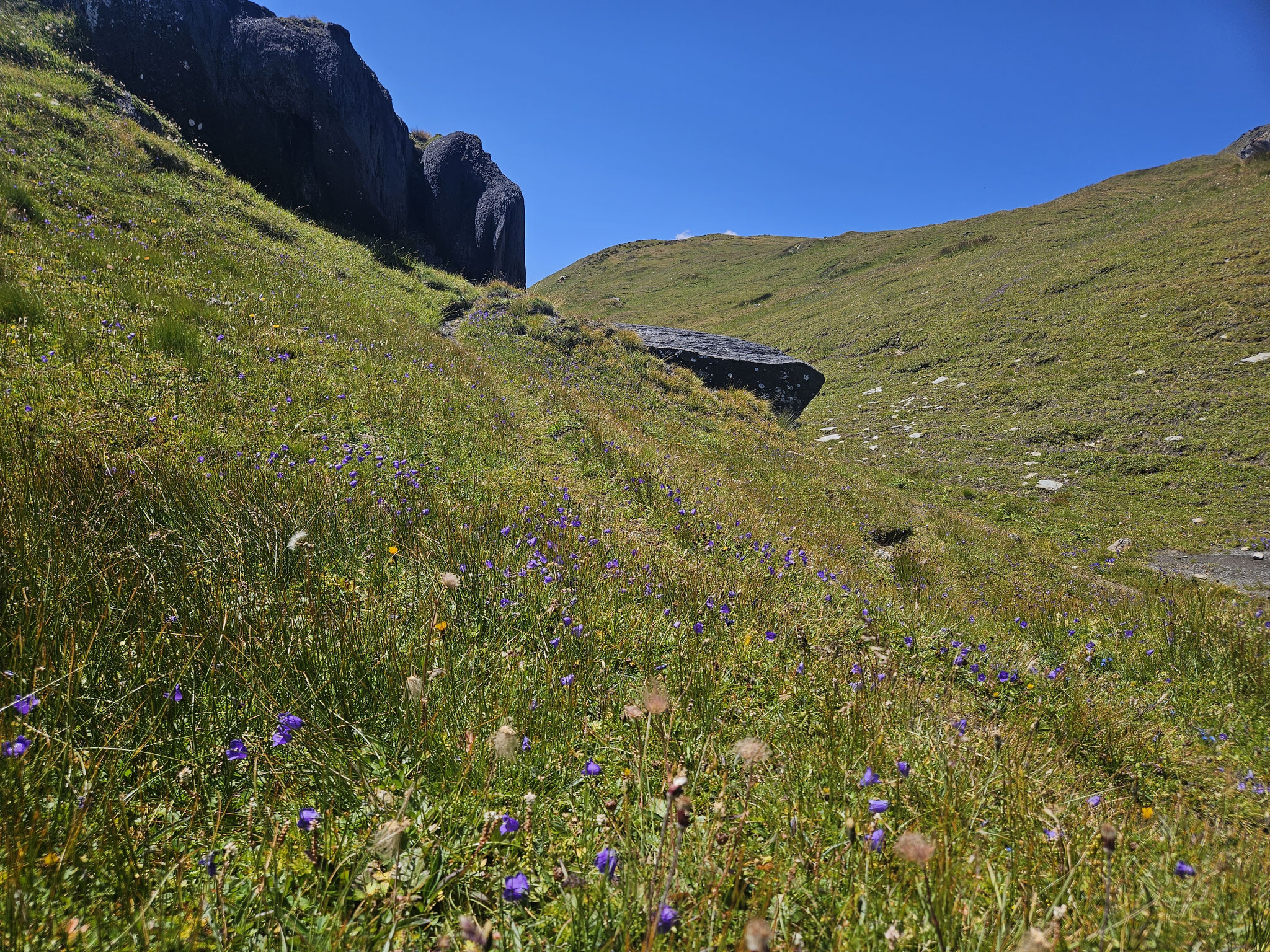 Blumenreichtum auf dem Passo di Gana Negra.