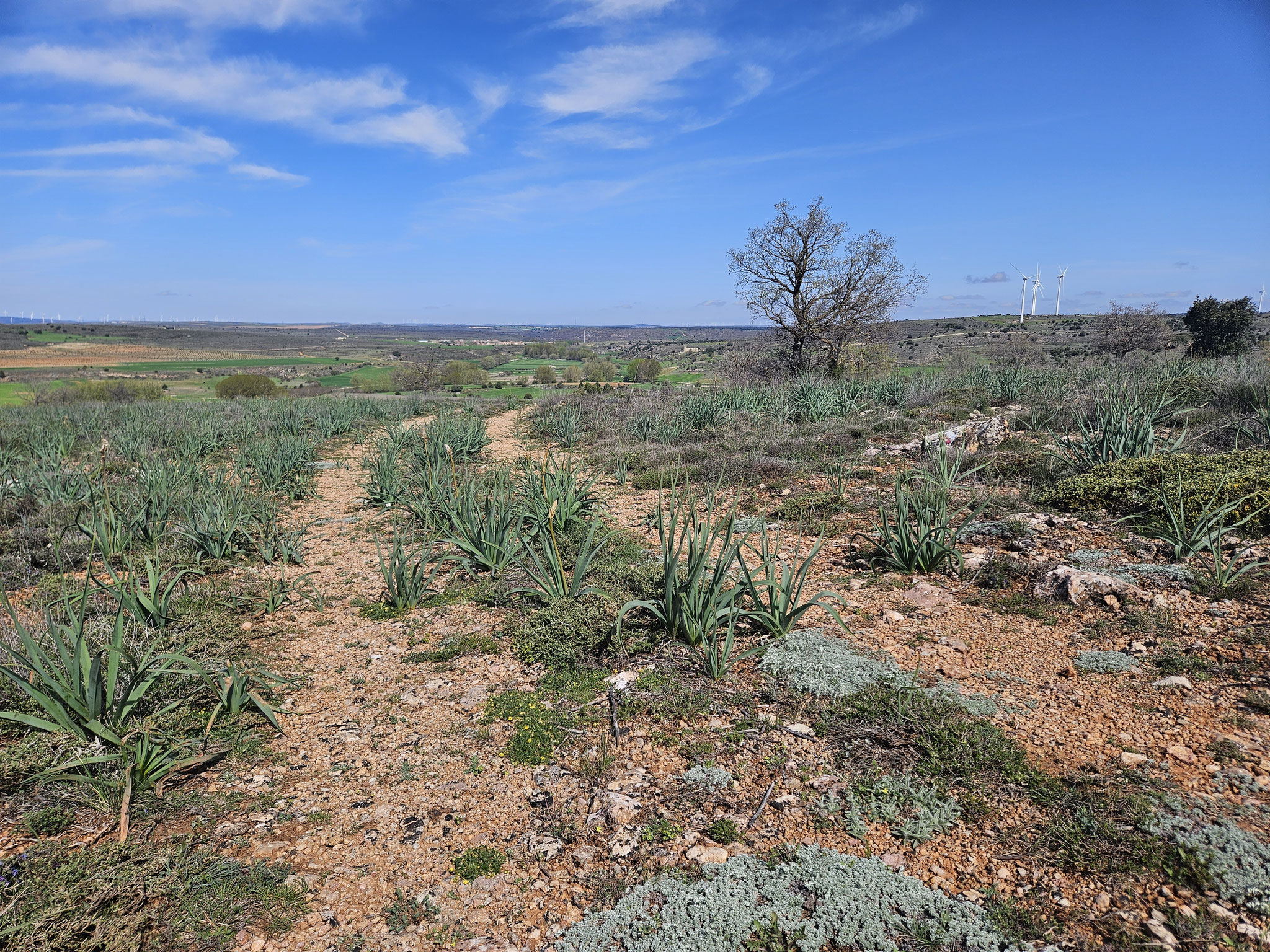 Camino del Cid.