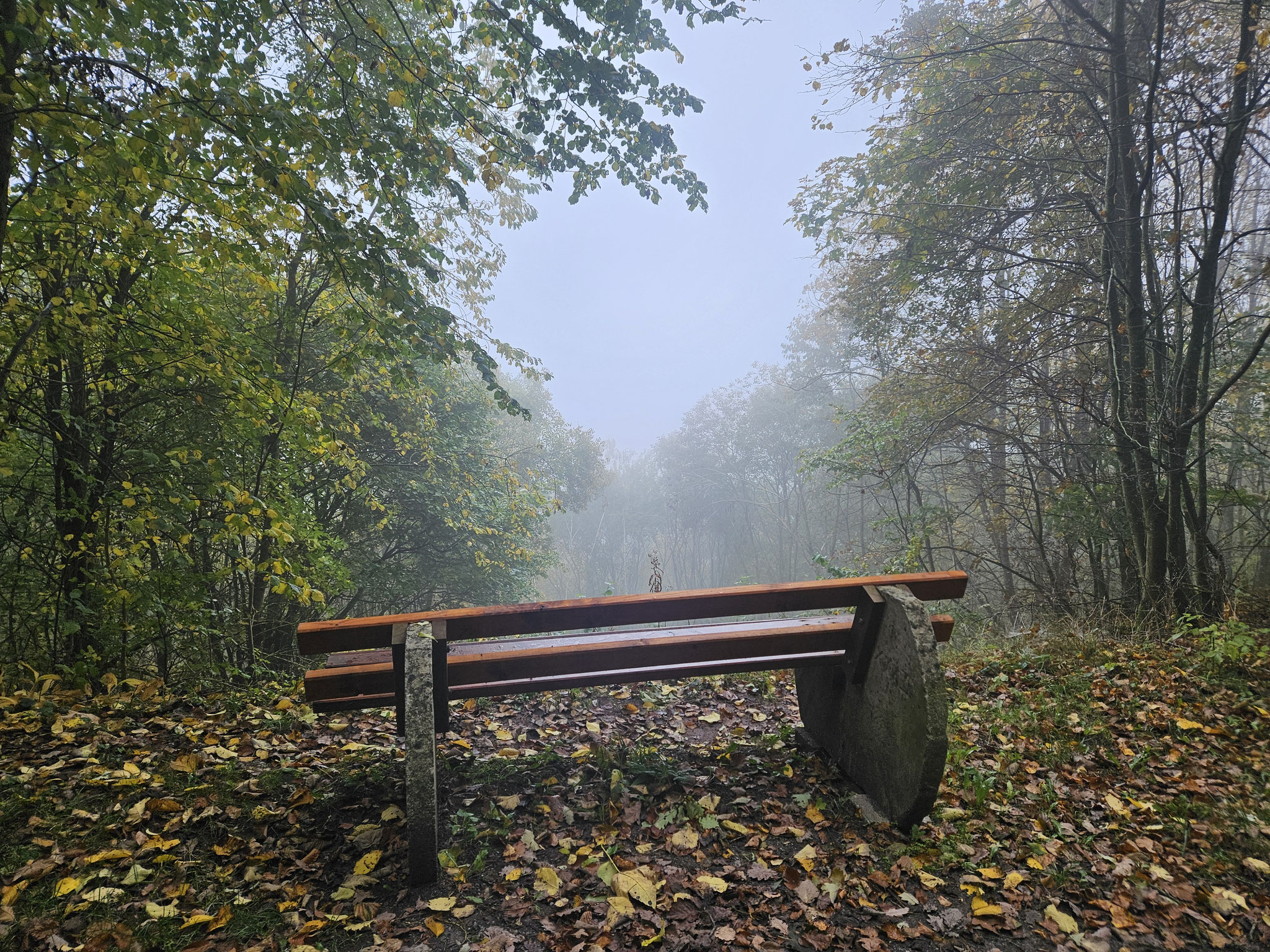 Wolfstall. Lücke im Wald mit (theoretischem) Ausblick...