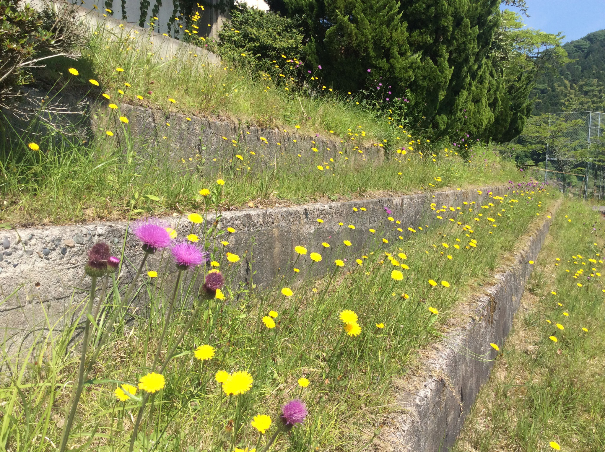 自然の季節の花がたくさん咲いています