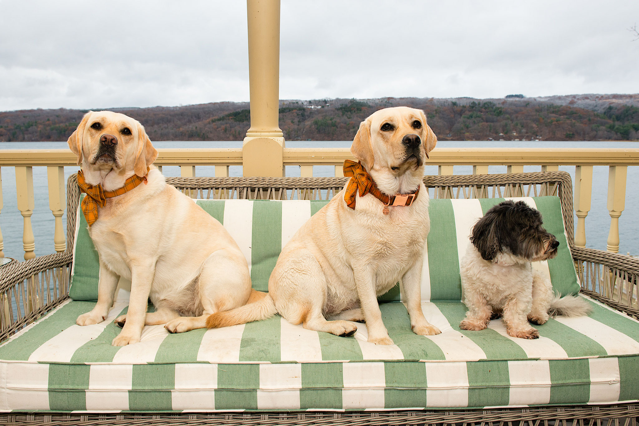 Celeste's dogs!! Thanksgiving, 2021