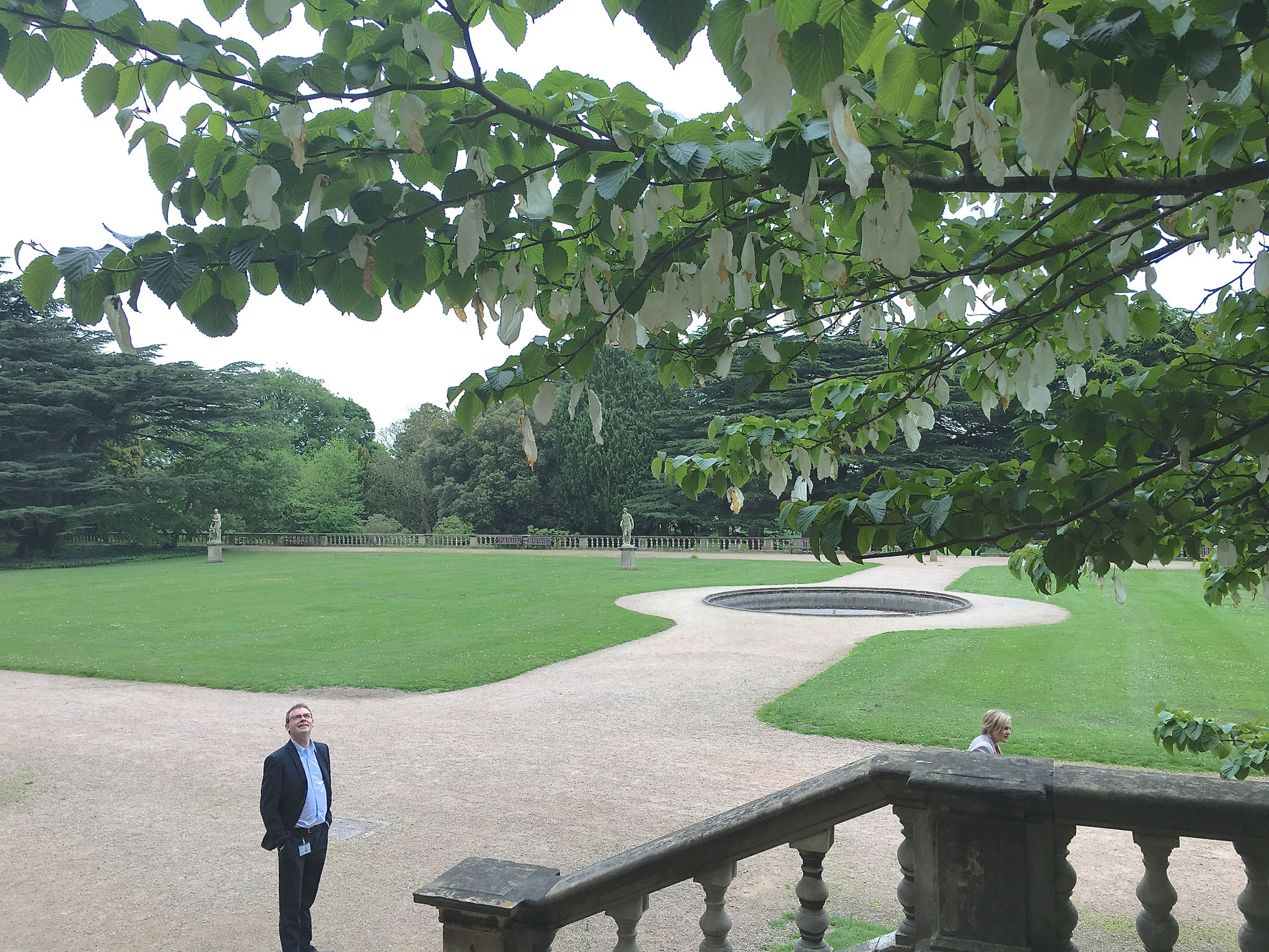 Nigel admires a handkerchief tree, 5-26-16