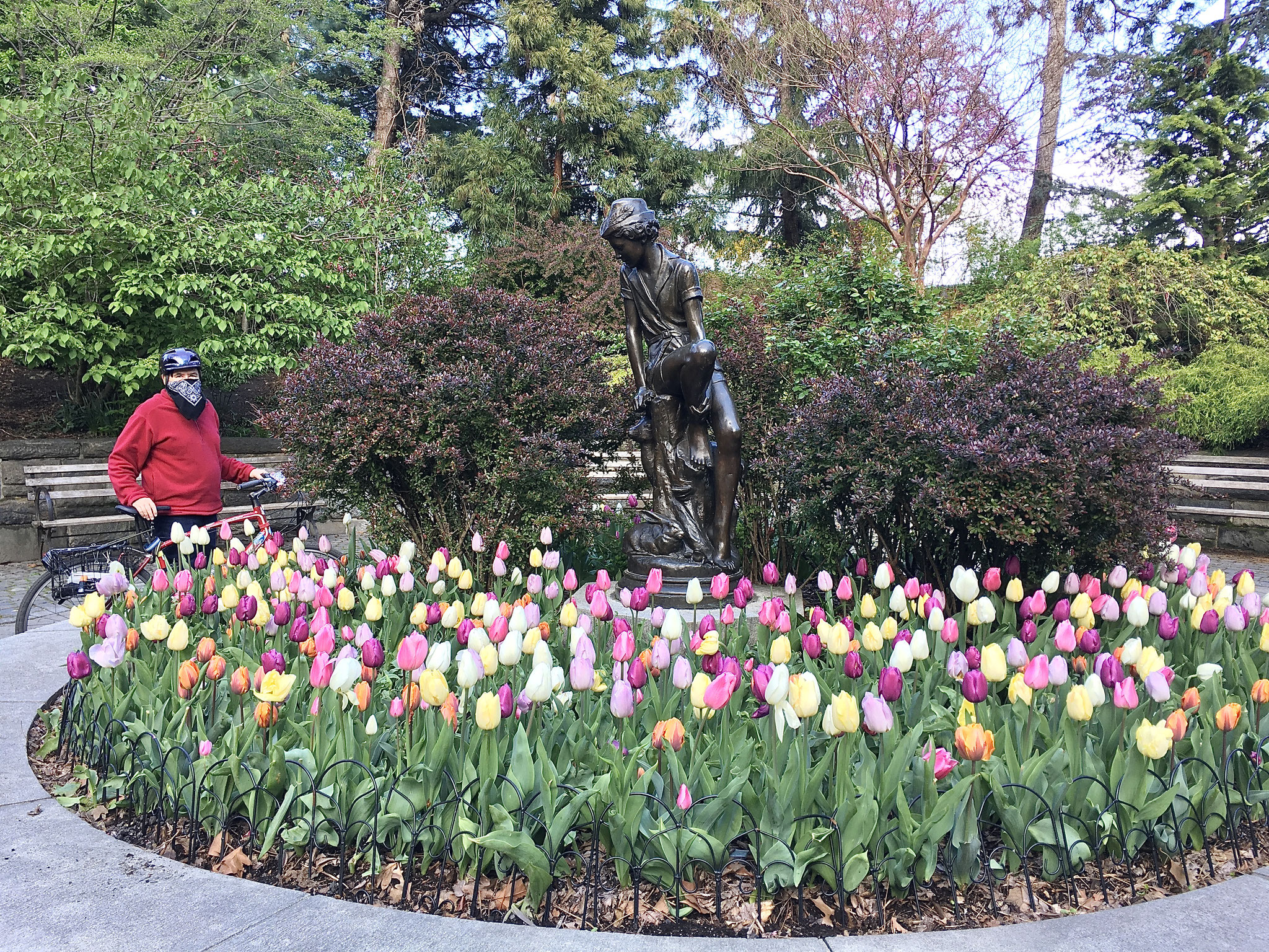 The Bandit 34, he enjoys the tulips in Carl Schurz Park, NYC April 25, 2021