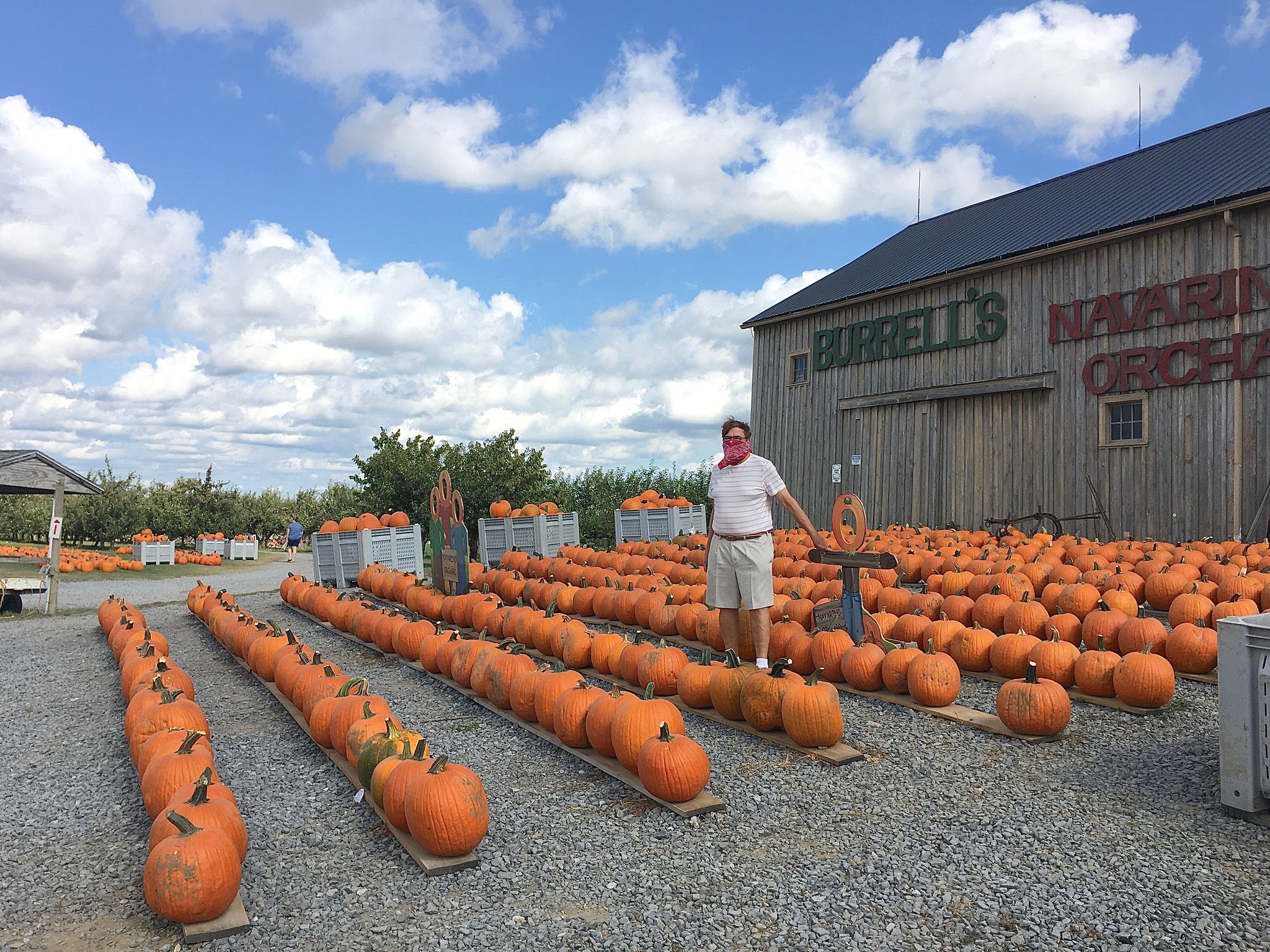the Bandit, 20, enjoys the pumpkins along Rt 20, at Navarino, NY, near Syracuse, 9-28-20