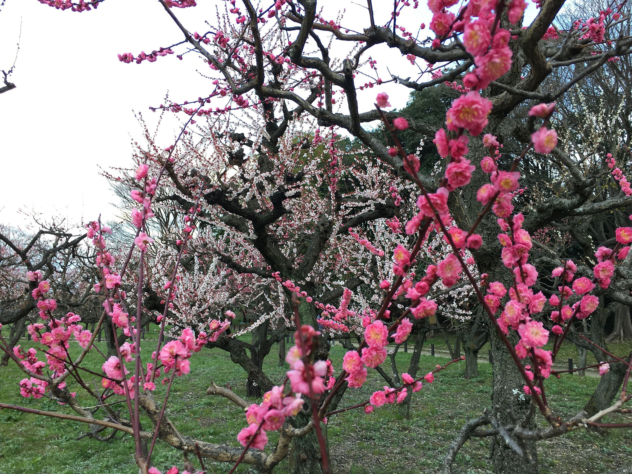 Ume (plum) blossoms-over 500 trees in the garden near Osaka Castle