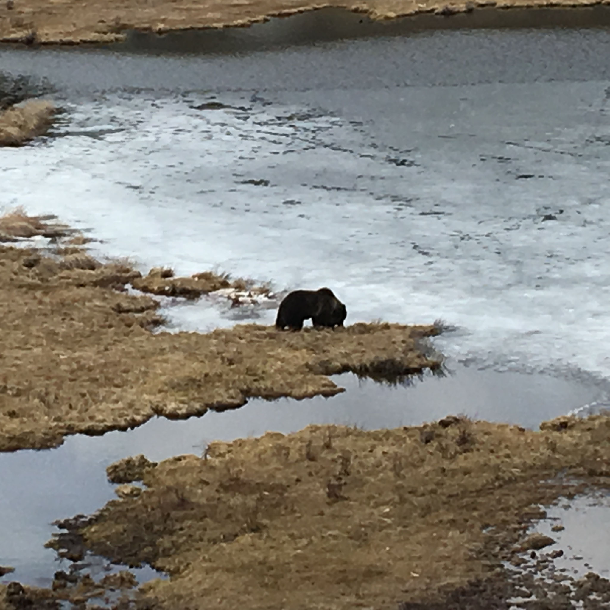 Grizzly bear, Yellowstone Park March 2017