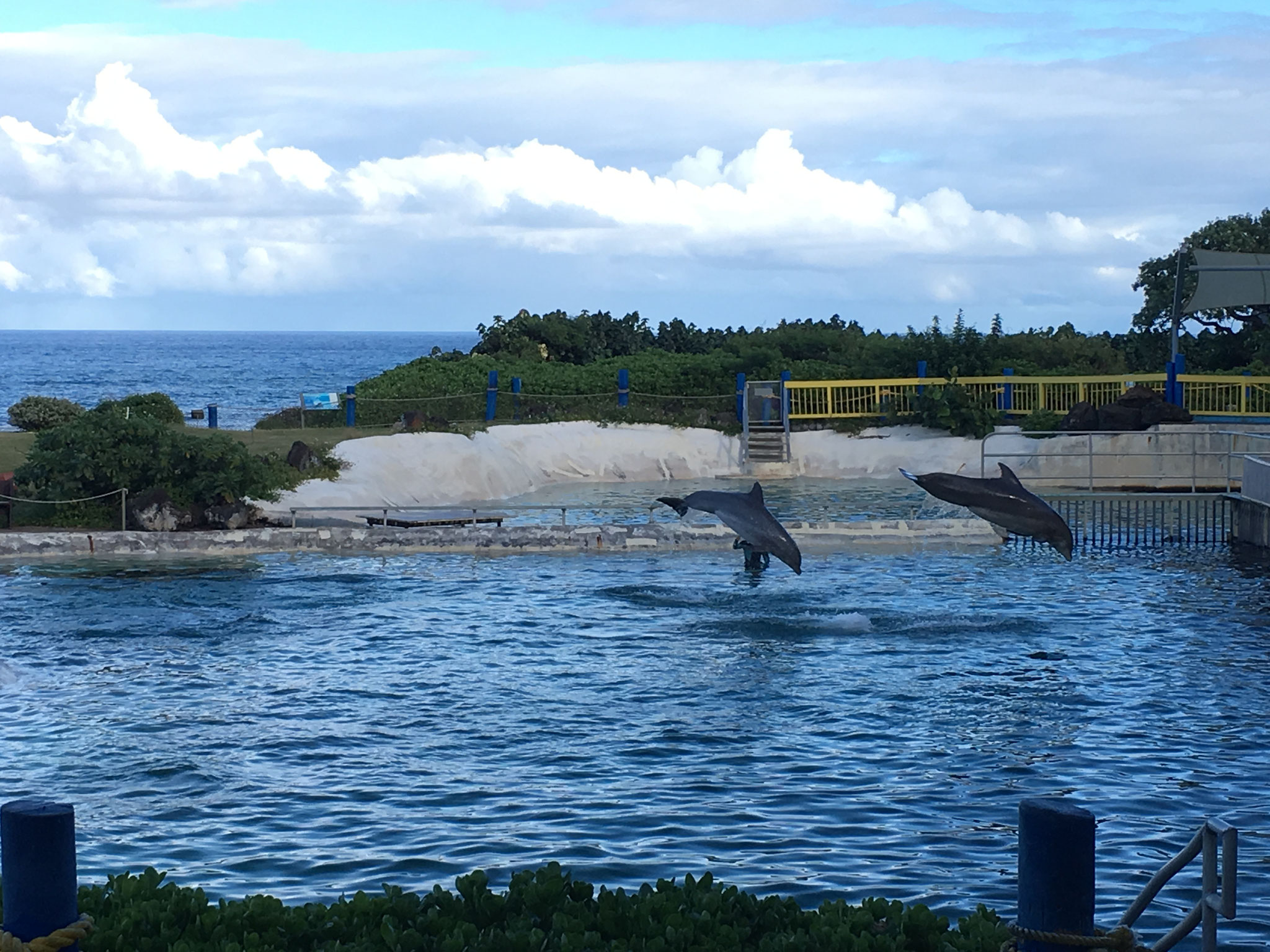 Dolphin Show, Oahu, 2019