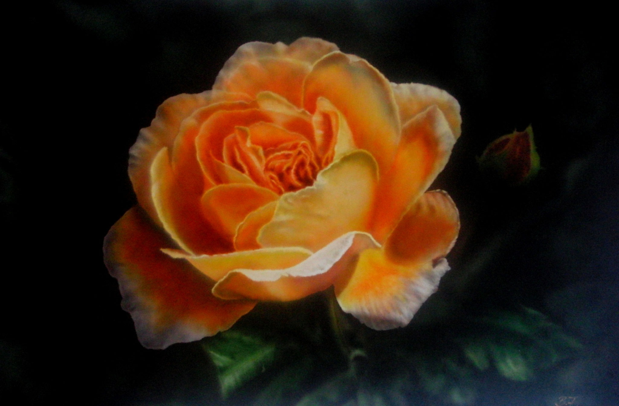 Rose 60 x 45 cm