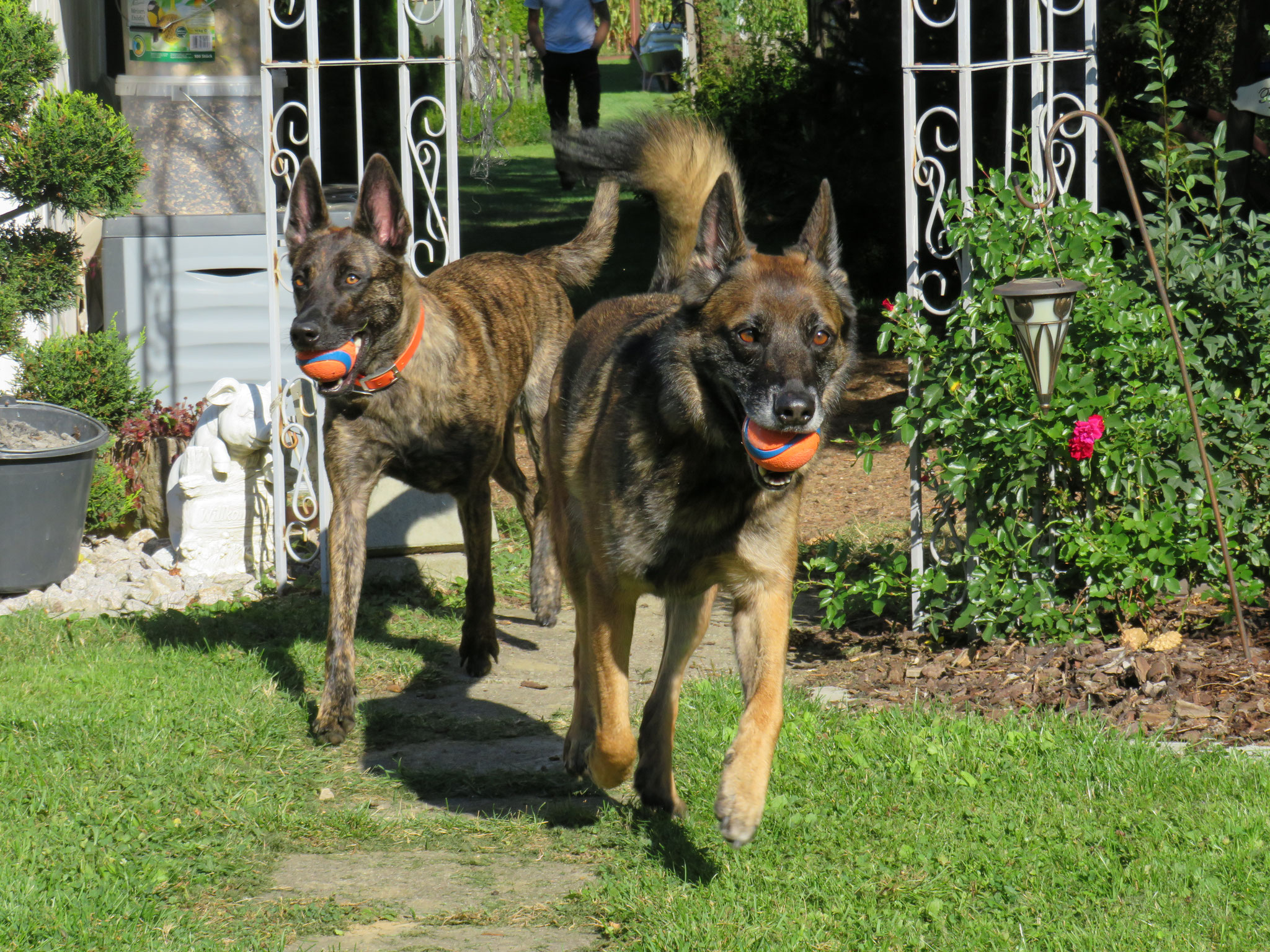 Avalon und Nox
