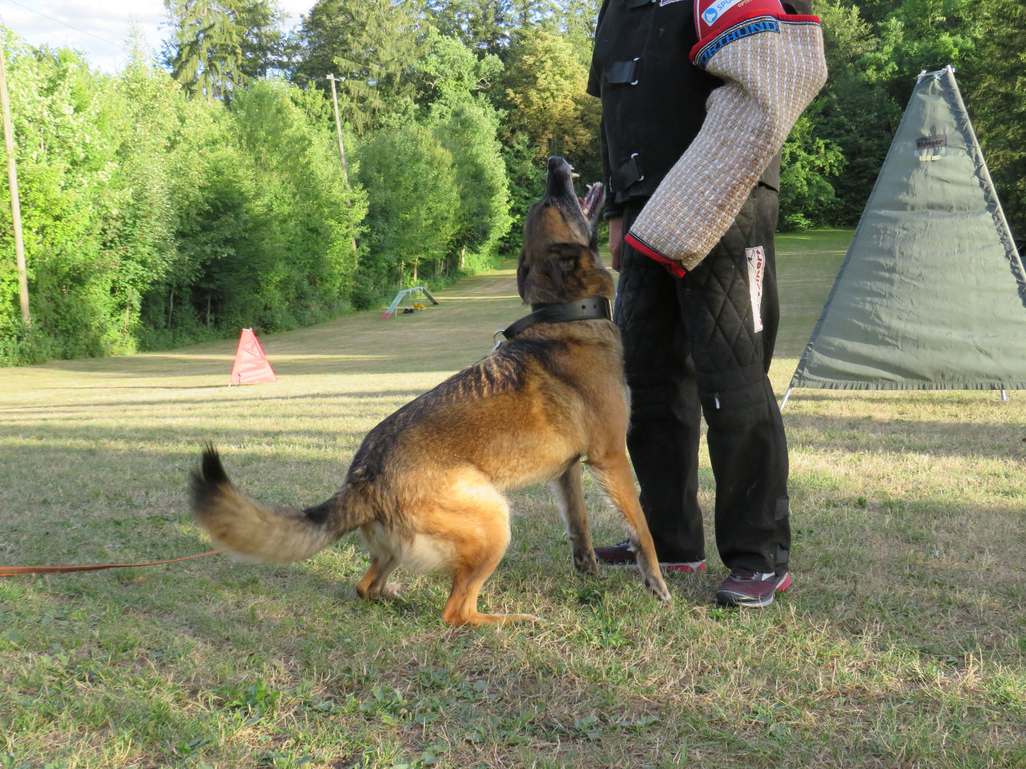 Nox beim Training