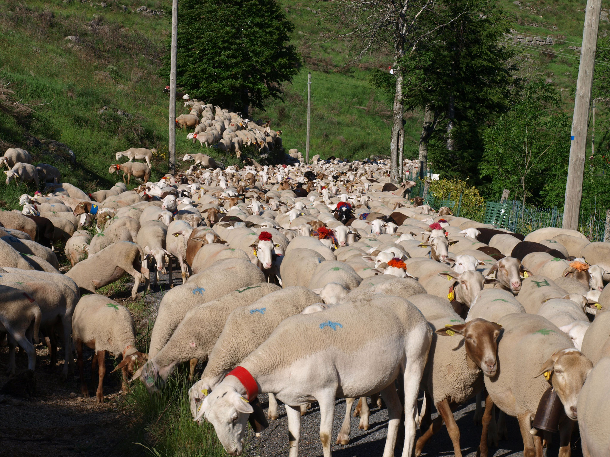 Transhumance du Gard aux Cévennes tous les étés