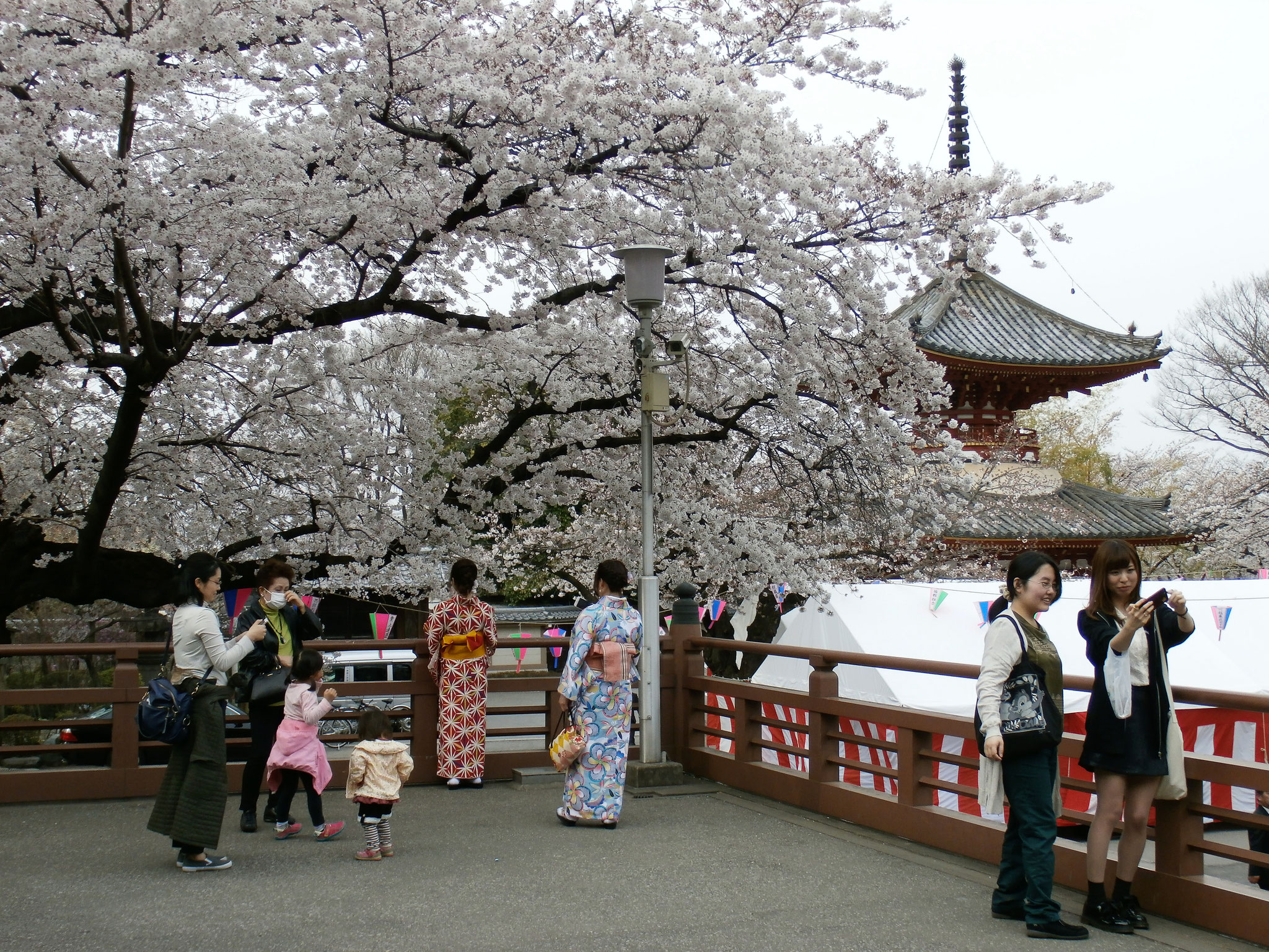 喜多院多宝塔と桜