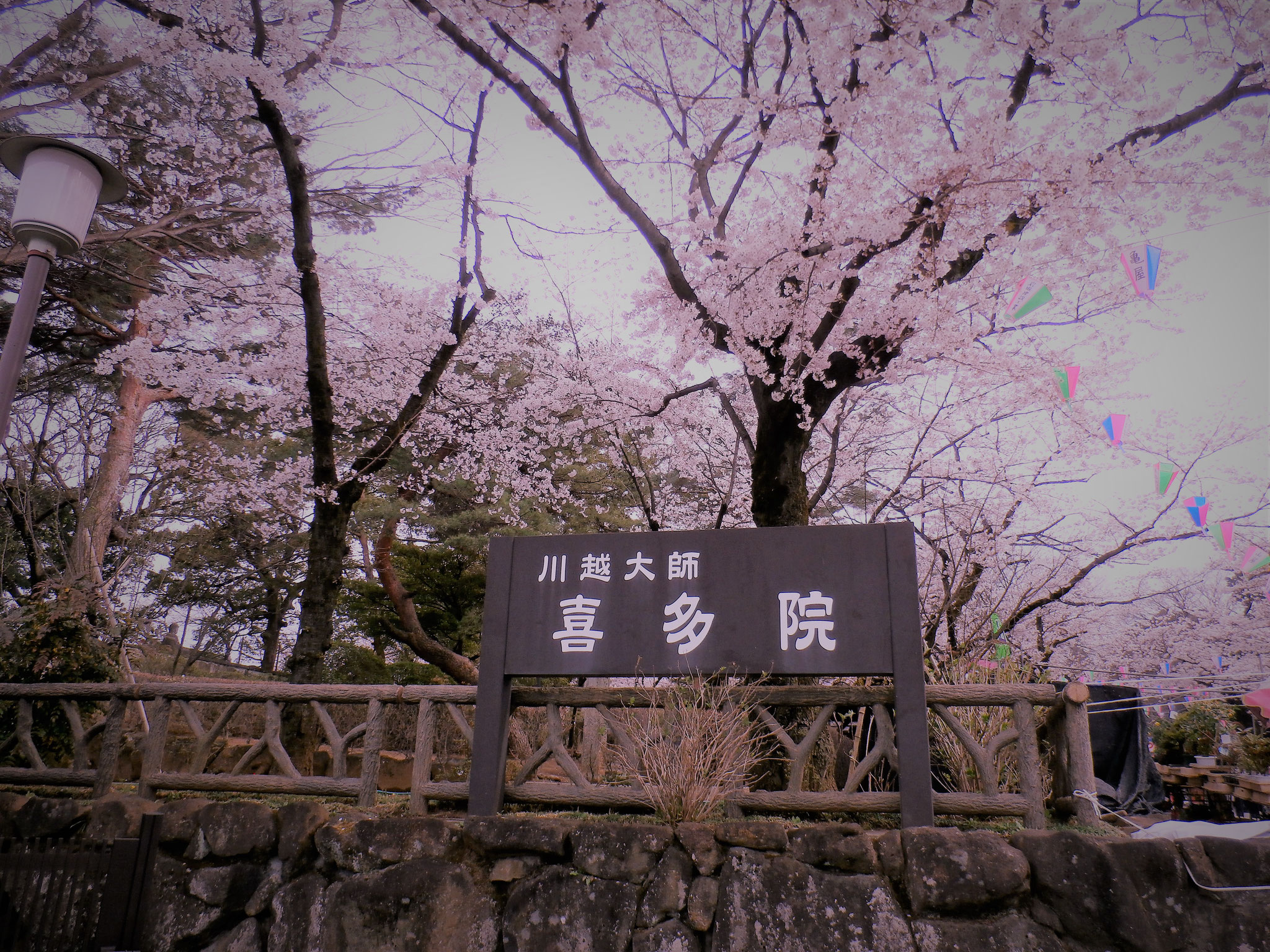 川越喜多院の桜