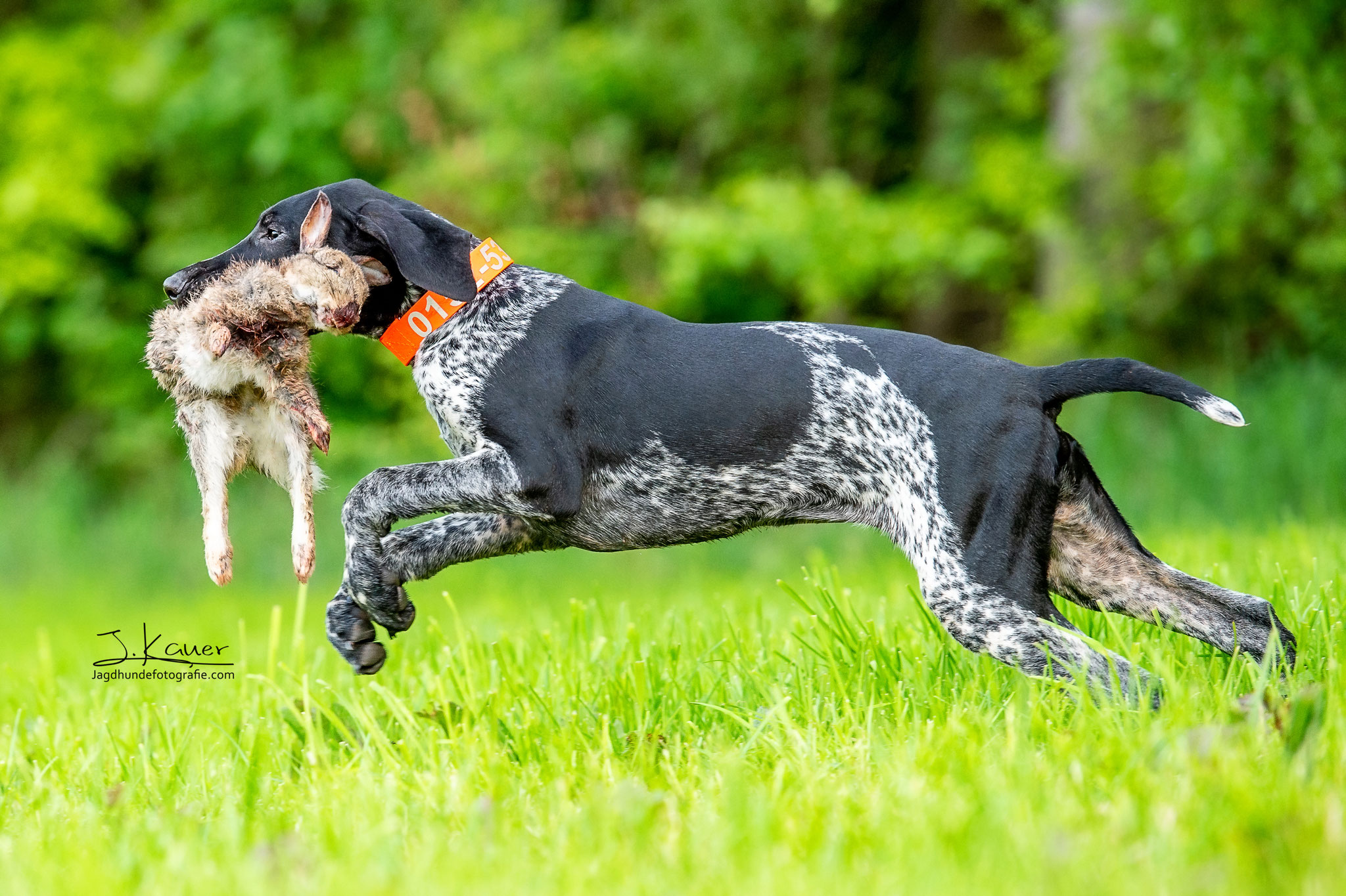 Deutsch Kurzhaar - julia kauer jagdhunde fotografie