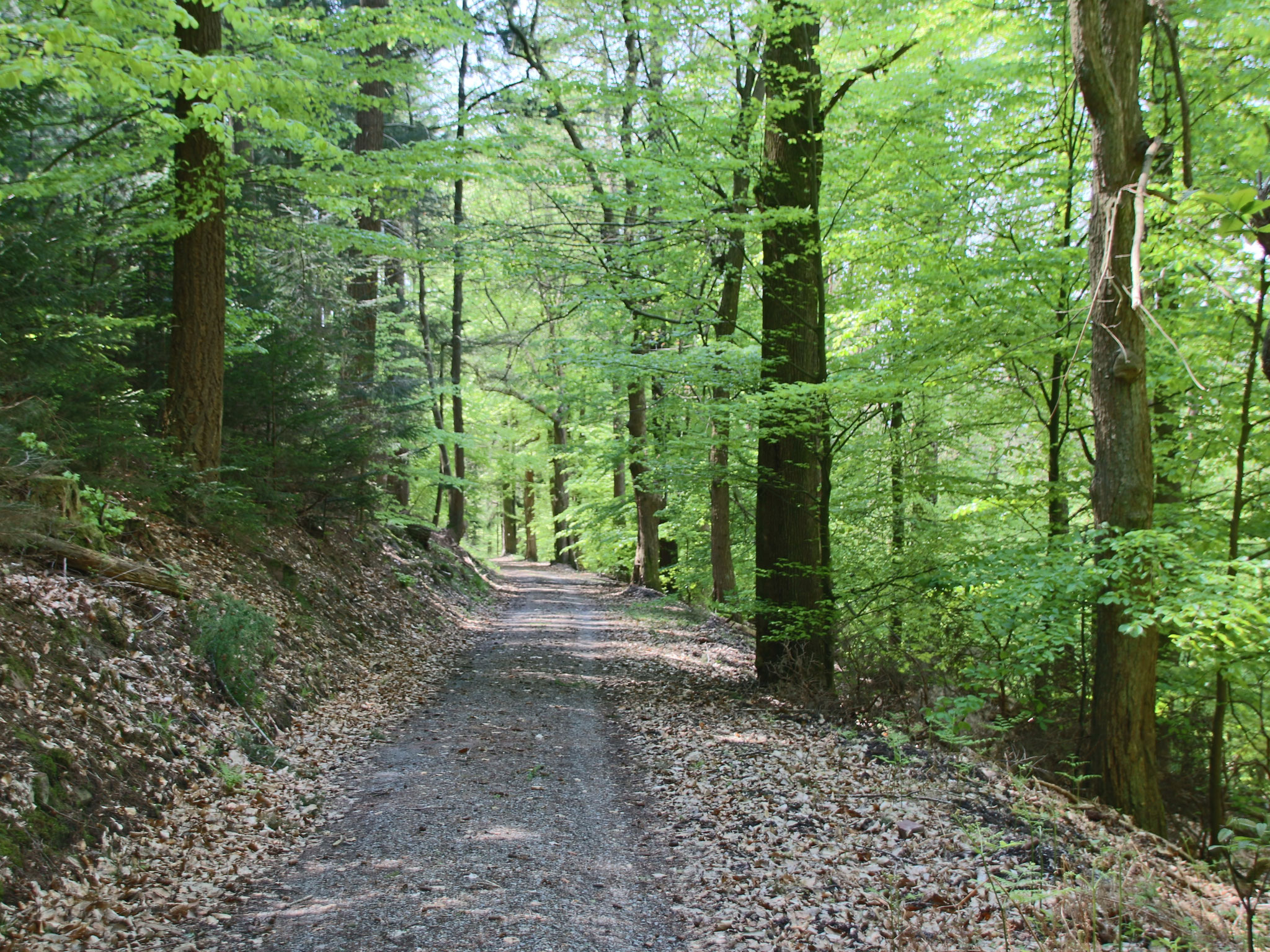 Waldweg