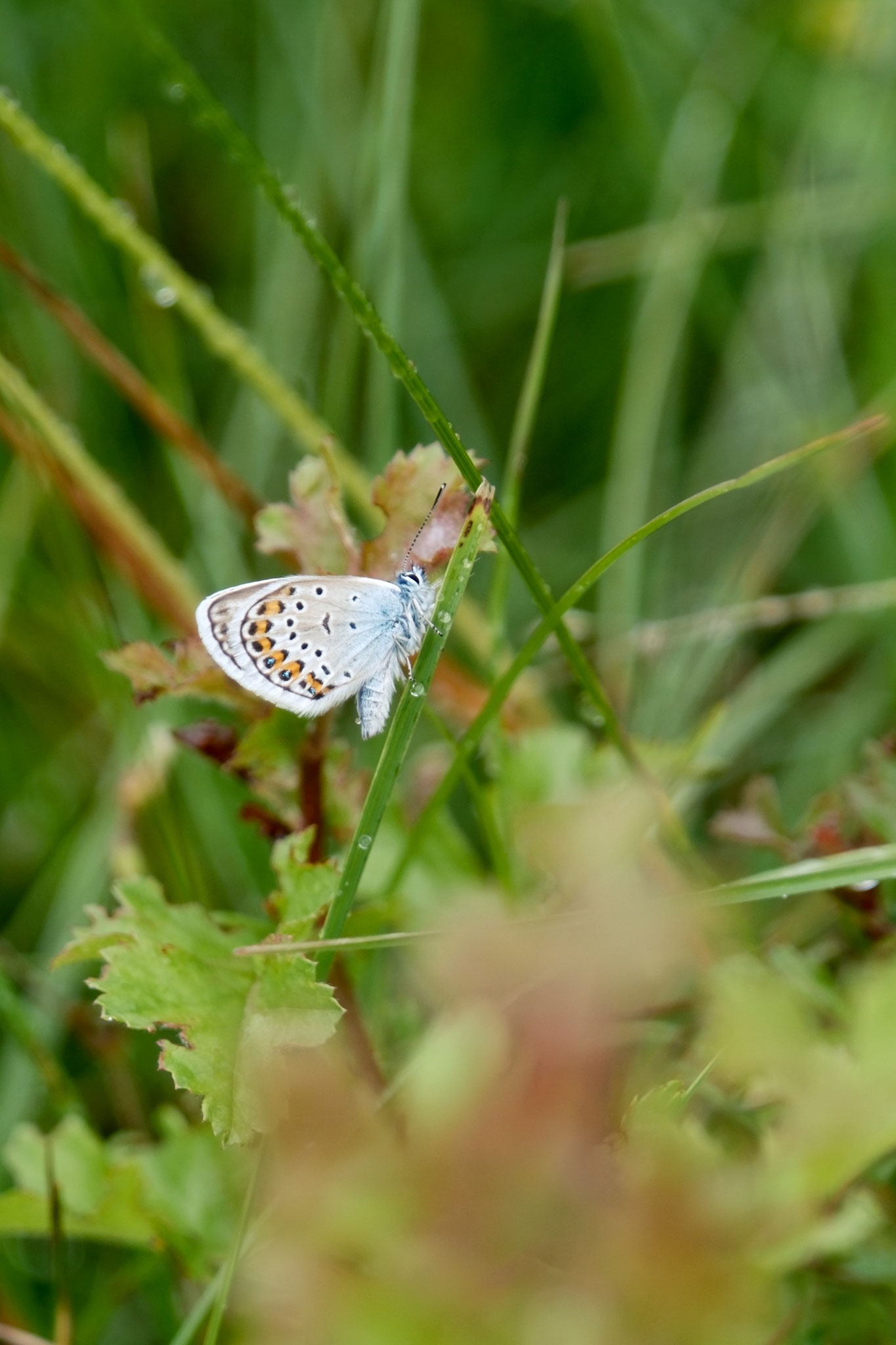 Argus-Bläuling (Plebejus argus)