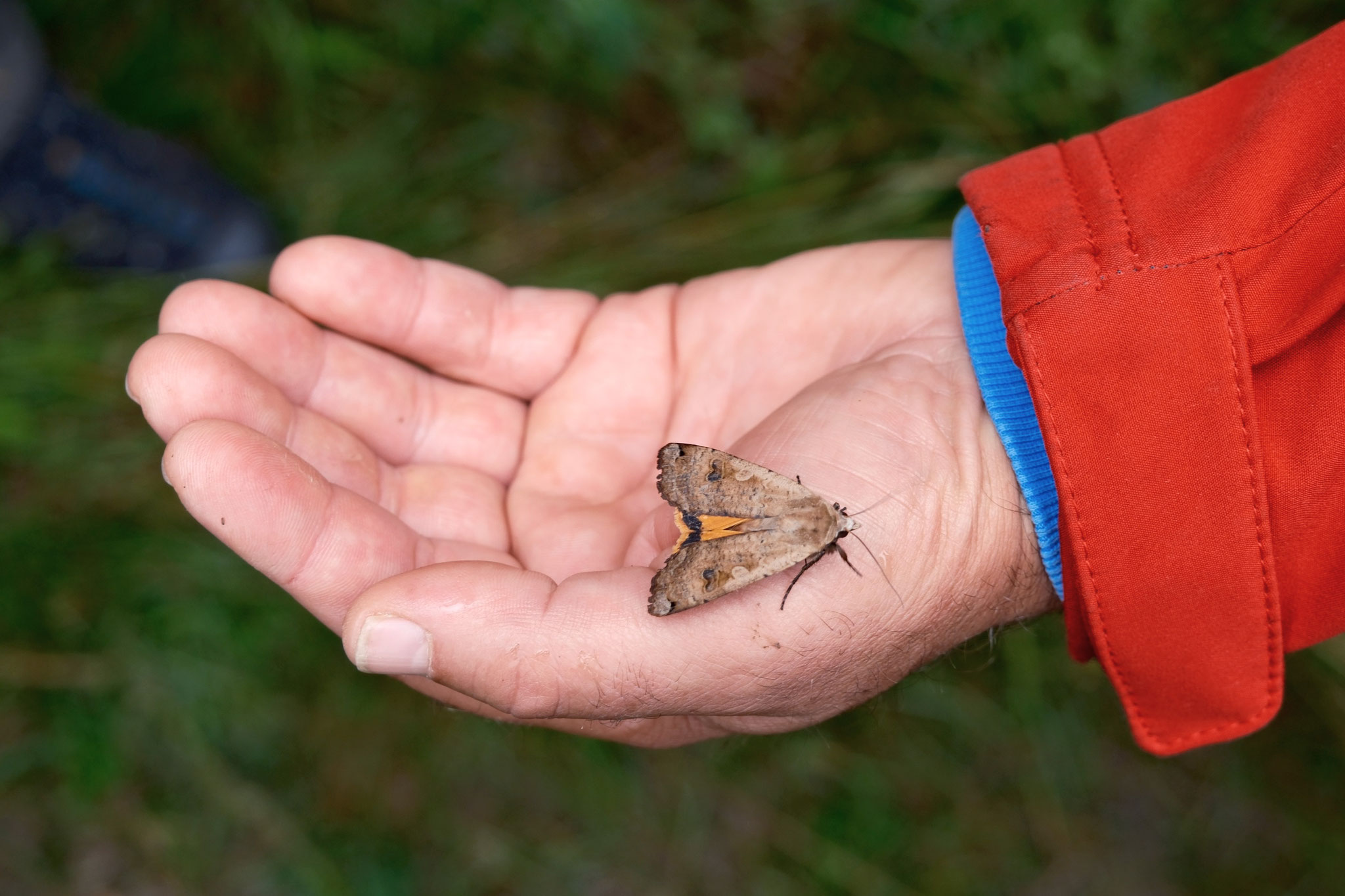 Hausmutter (Noctua pronuba)