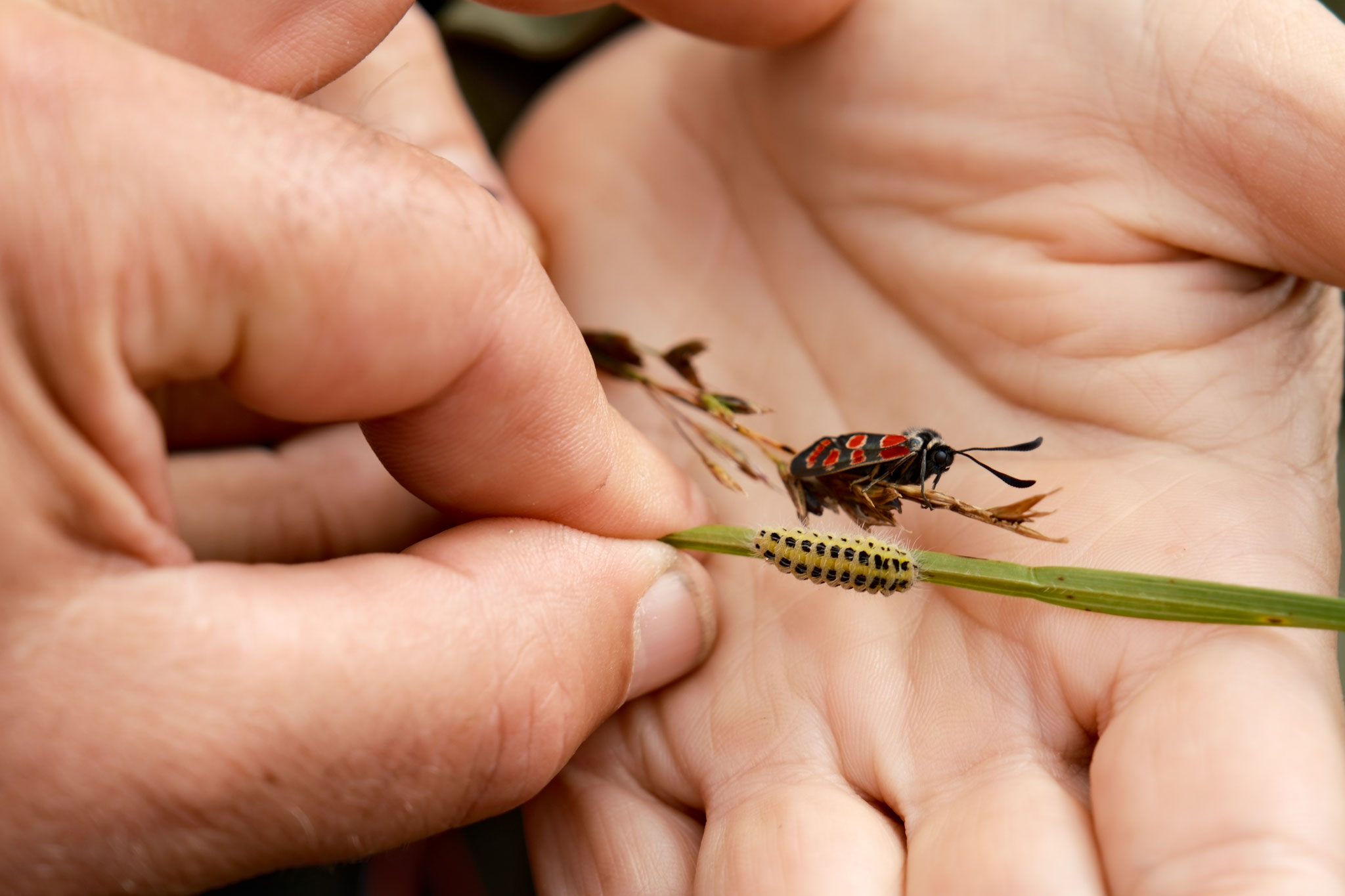 Esparsetten-Widderchen als Raupe und Schmetterling (Zygaena carniolica)