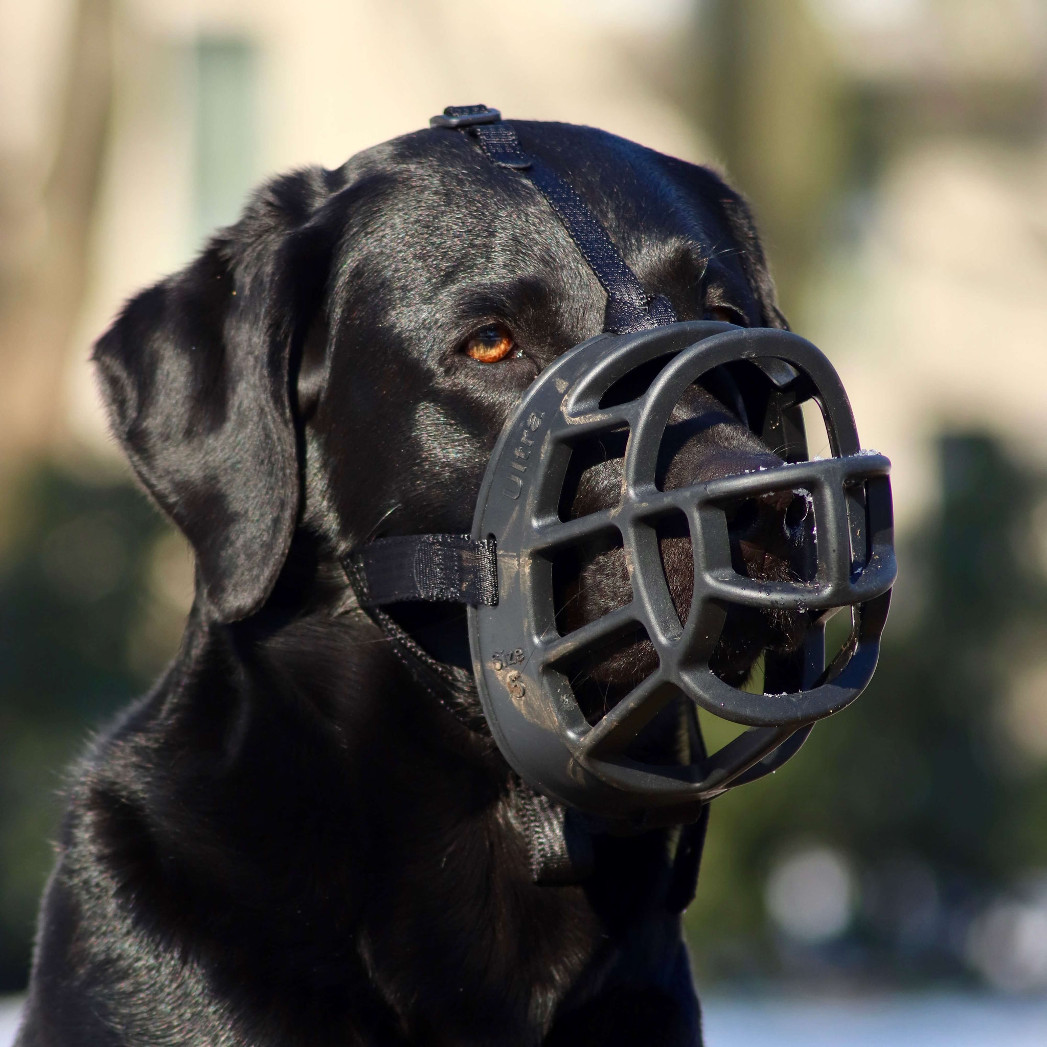 Jeder Hund sollte aus unterschiedlichen Gründen einen Maulkorb entspannt tragen können