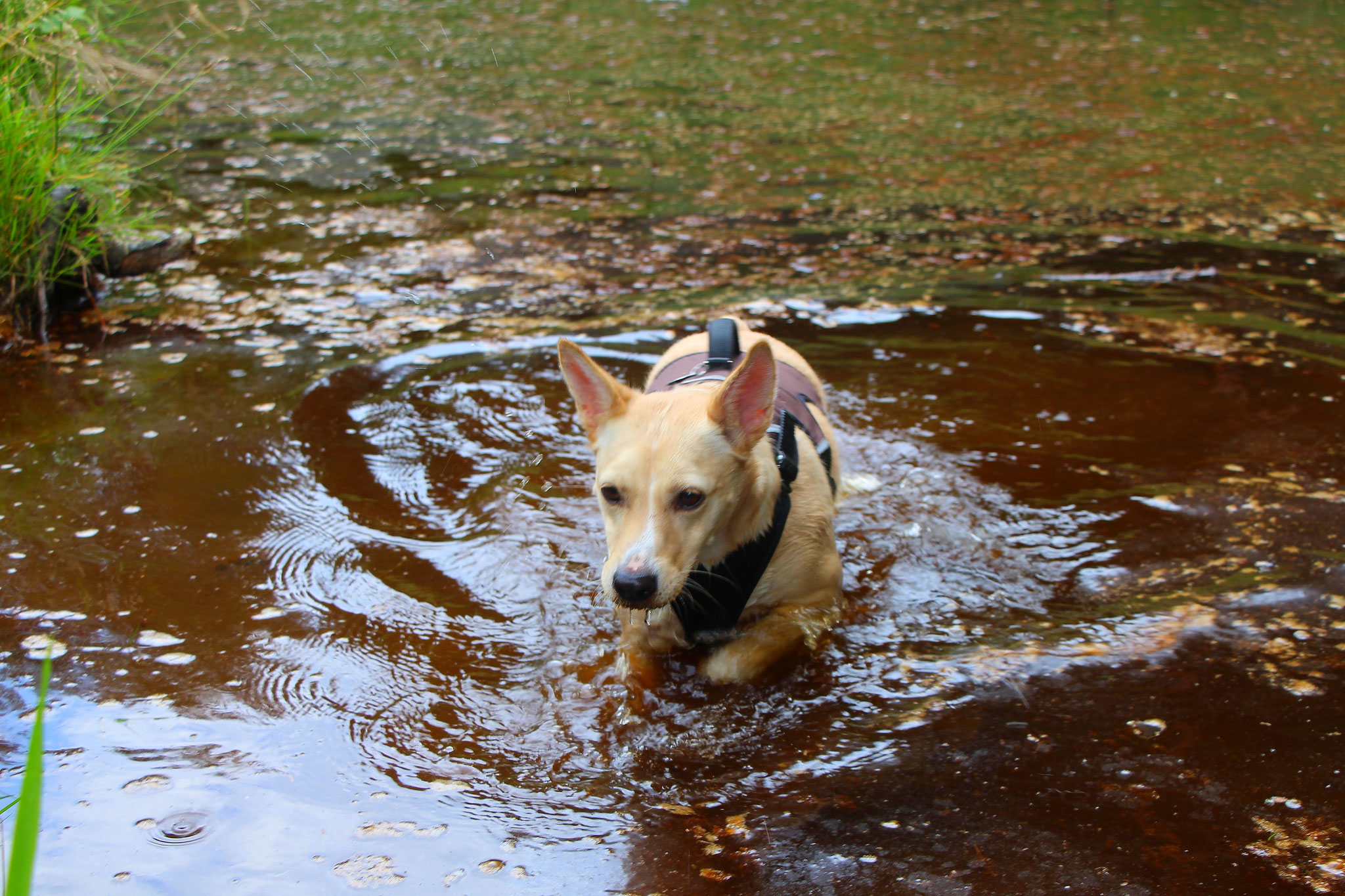 Urlaub mit Hund Urlaub in der Thüringer Waldbaude