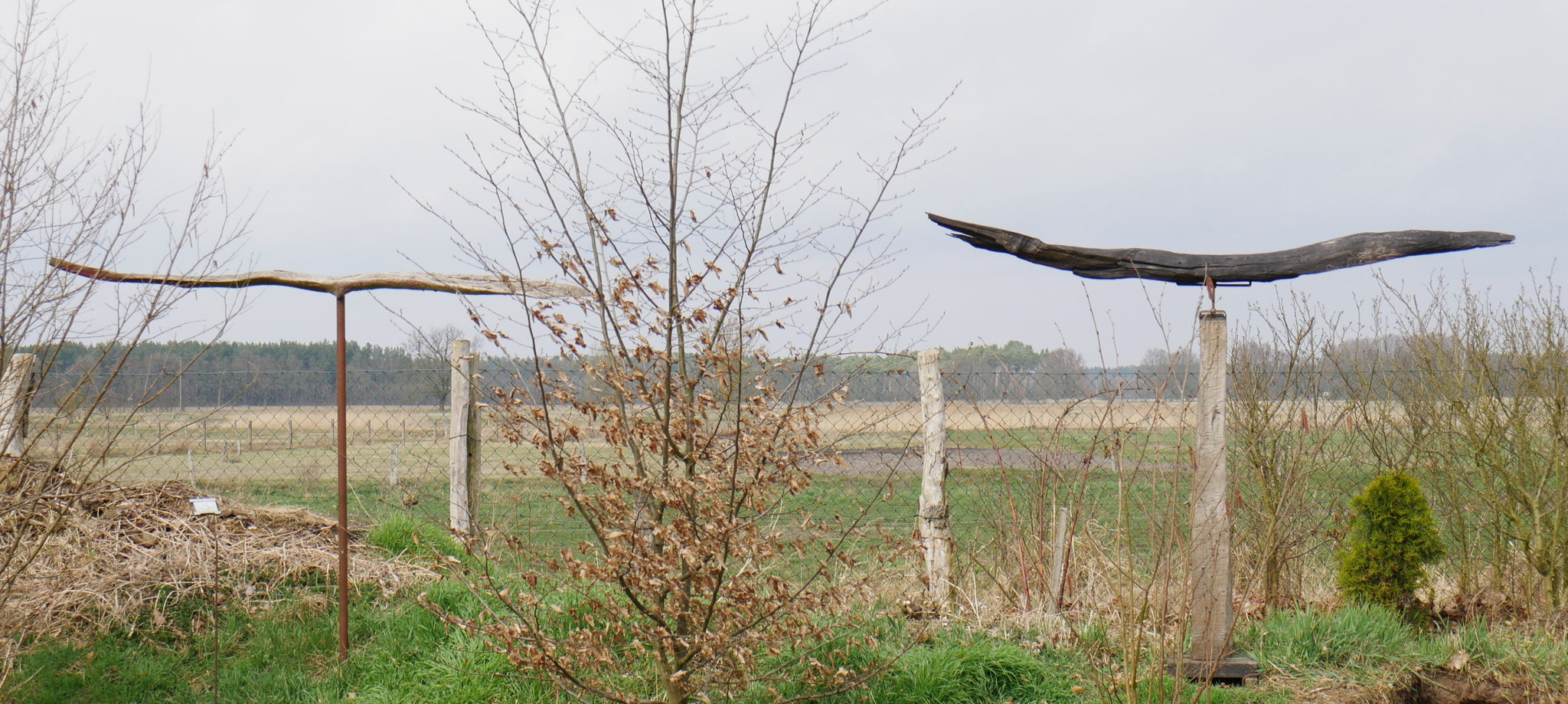 großer vogel III und IV