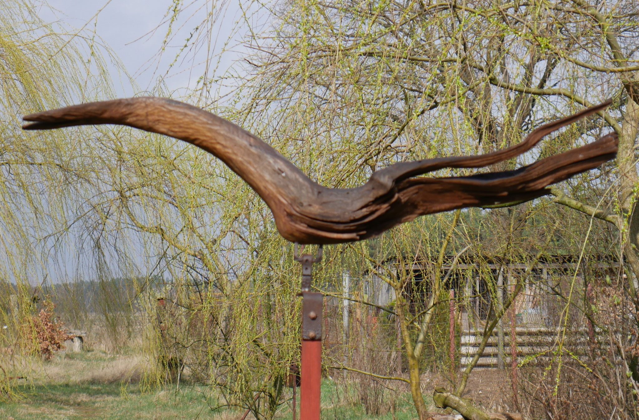 großer vogel V- detail