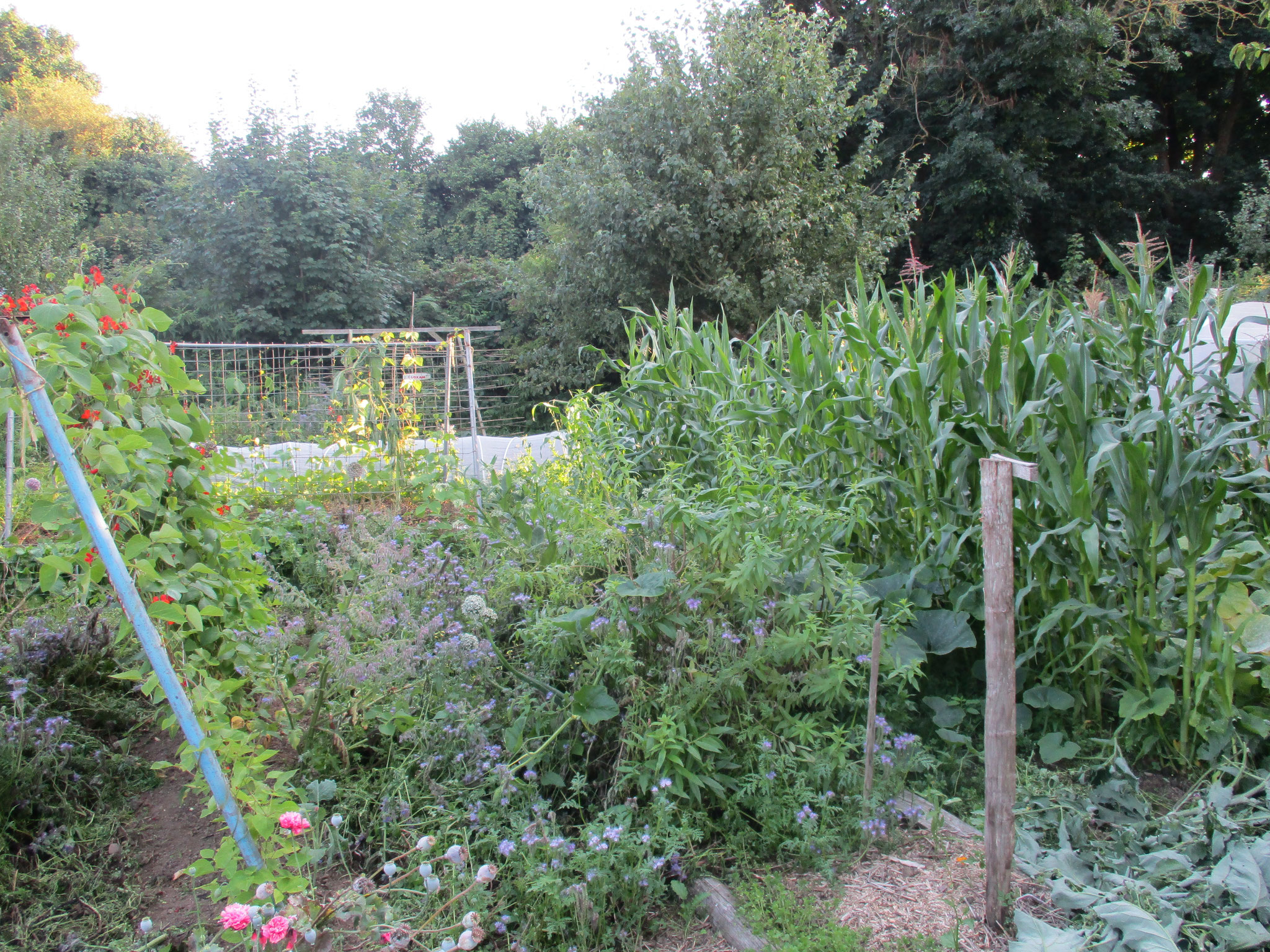 Potager permaculture