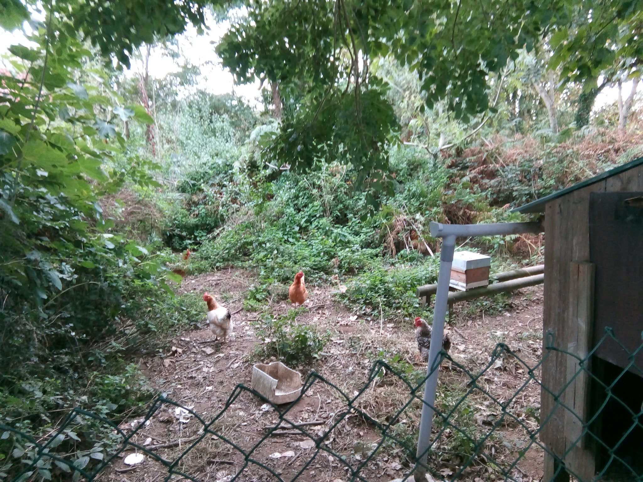 Jungle petit parc à poule pondeuse et ruches