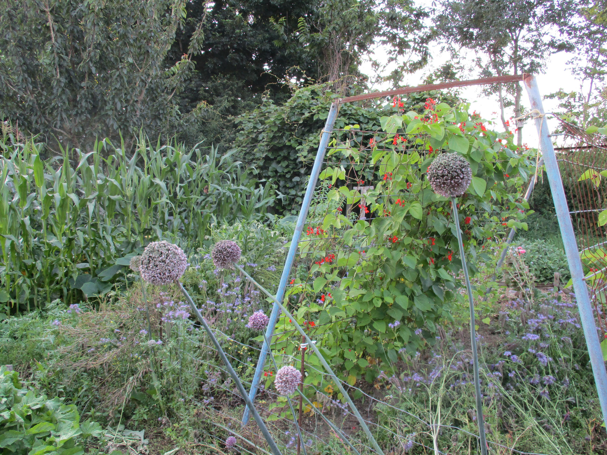 Potager permaculture