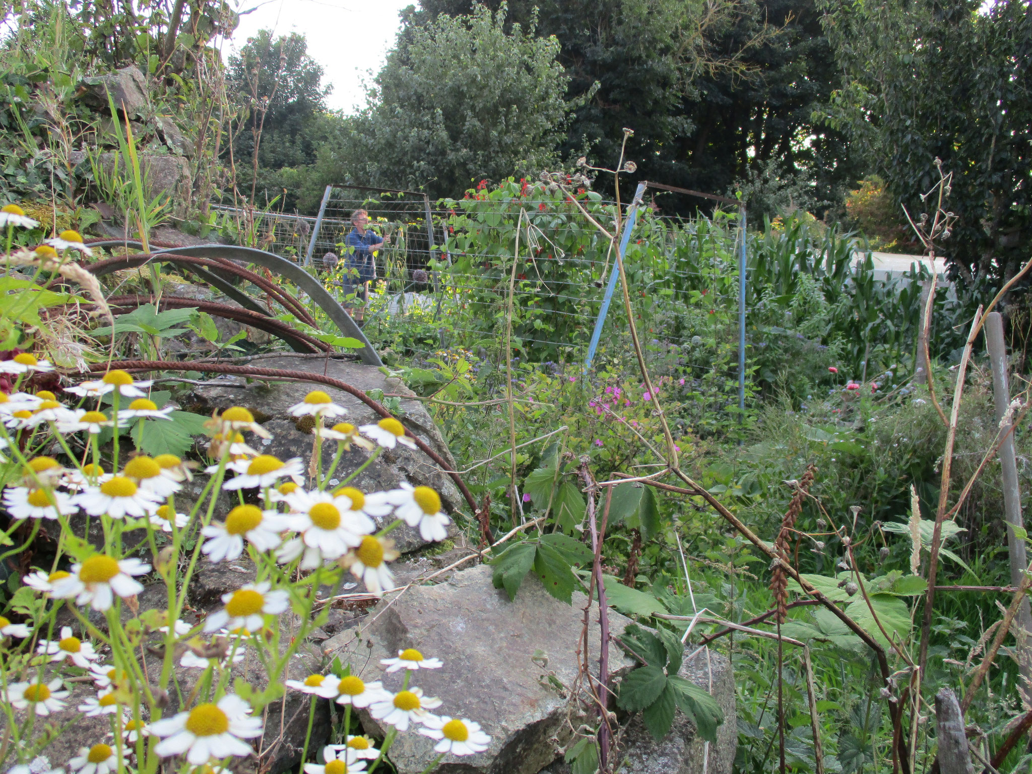 Potager permaculture