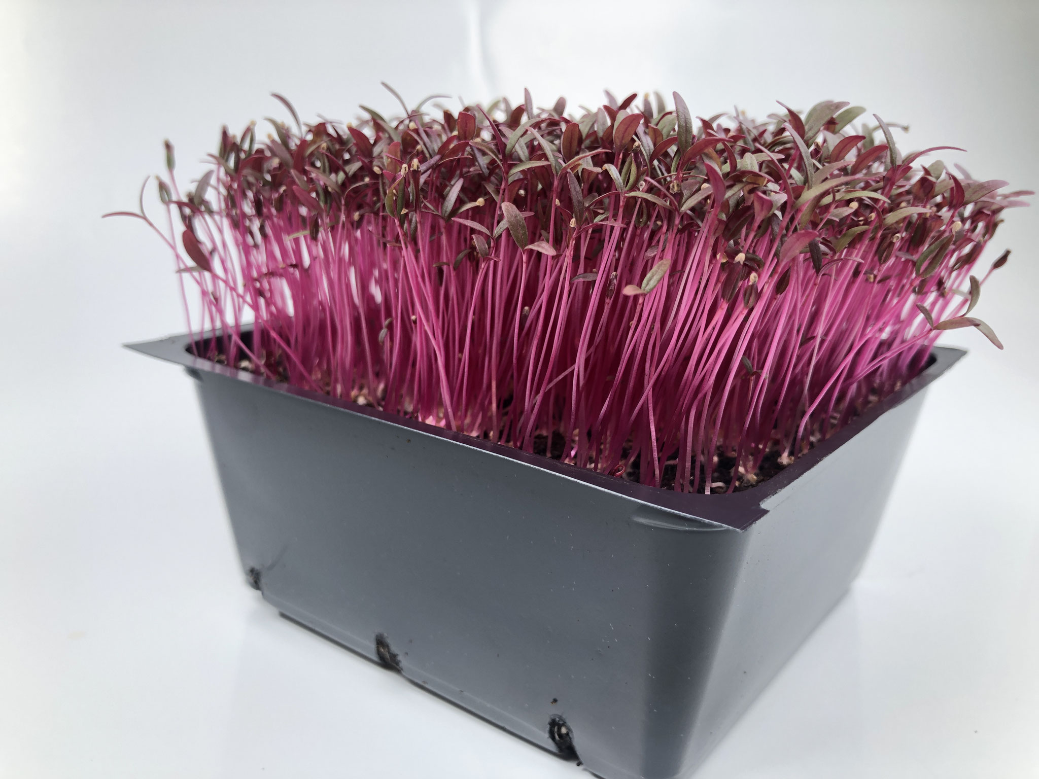 Red Amaranth MicroGreens The Irish Home Farm A backyard garden