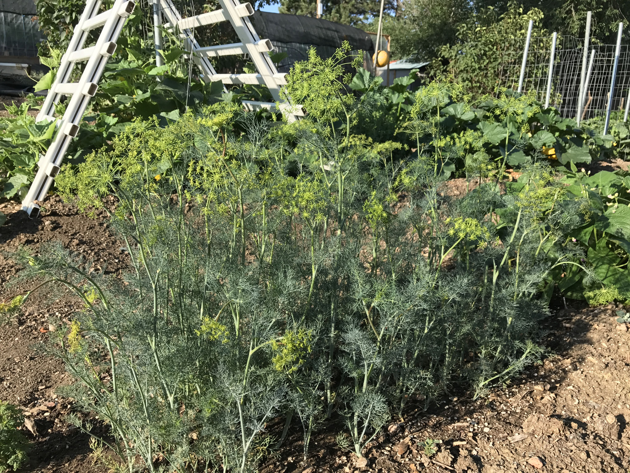 2024 Denver Garden Starter Plants The Irish Home Farm A backyard