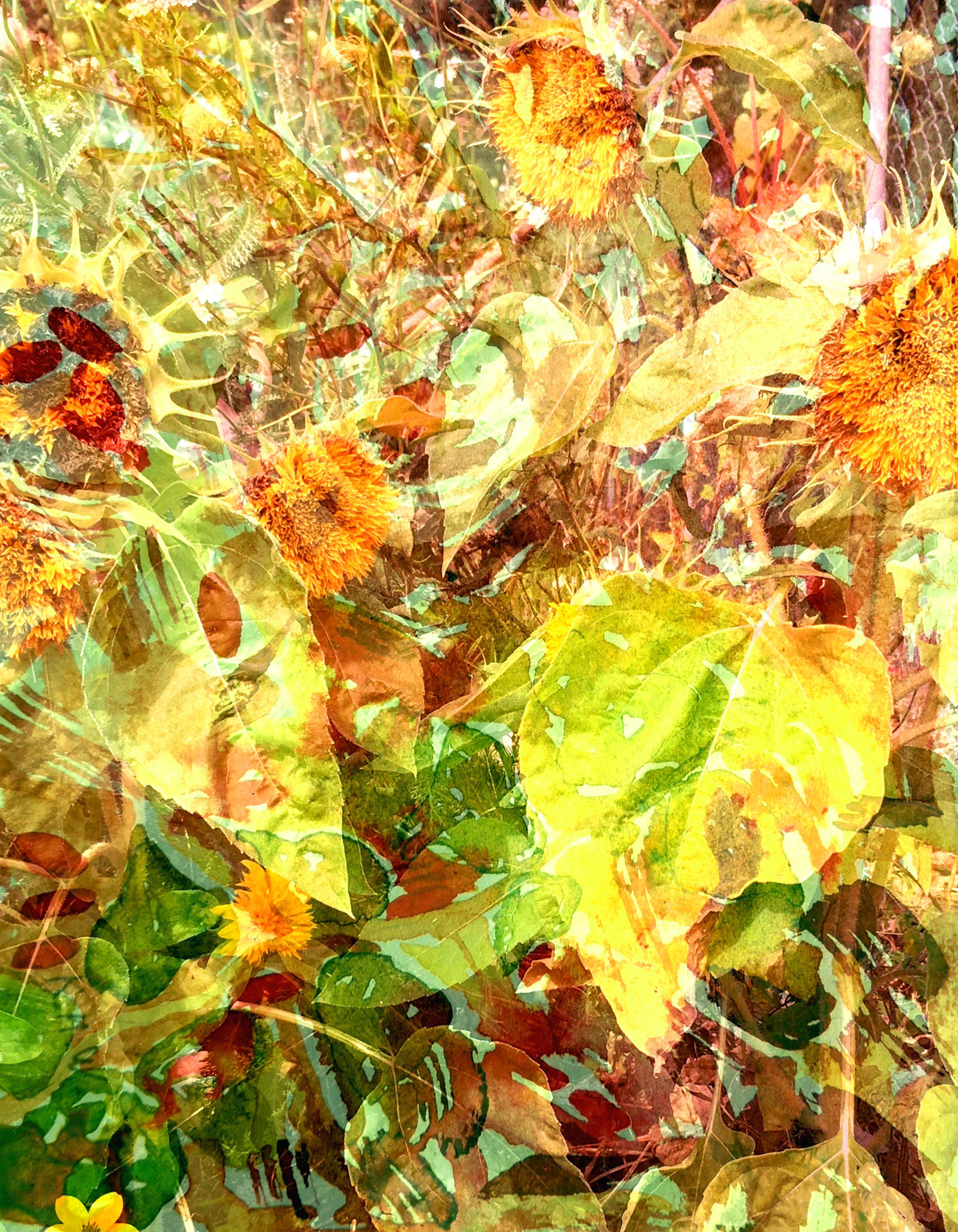 "Sonnen und Blumen " Mixed Media Fotodruck 66 x 54 cm