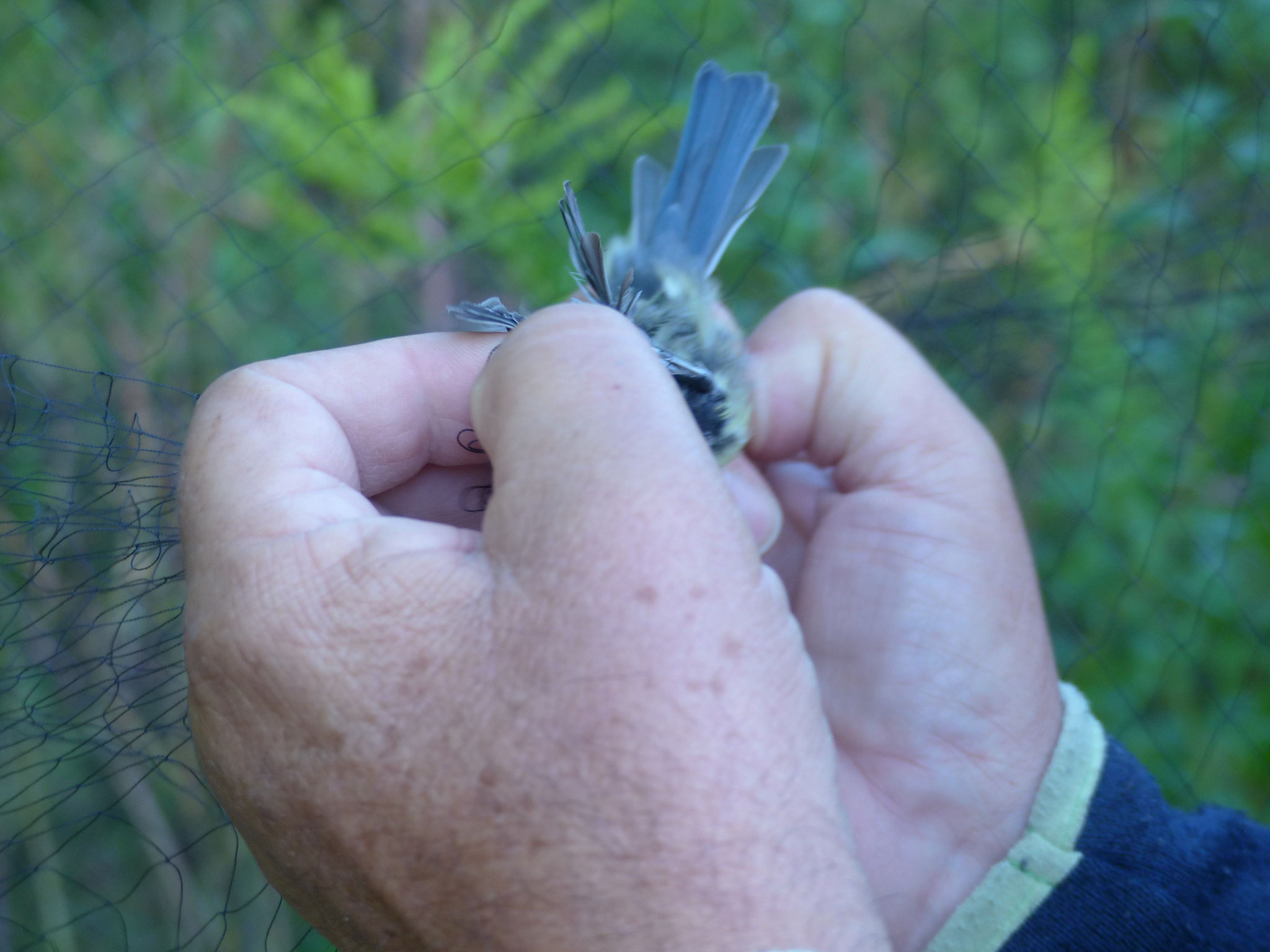 Vorsichtig werden die Vögel befreit, in einen Beutel gesteckt und zur Beringungsstation gebracht.