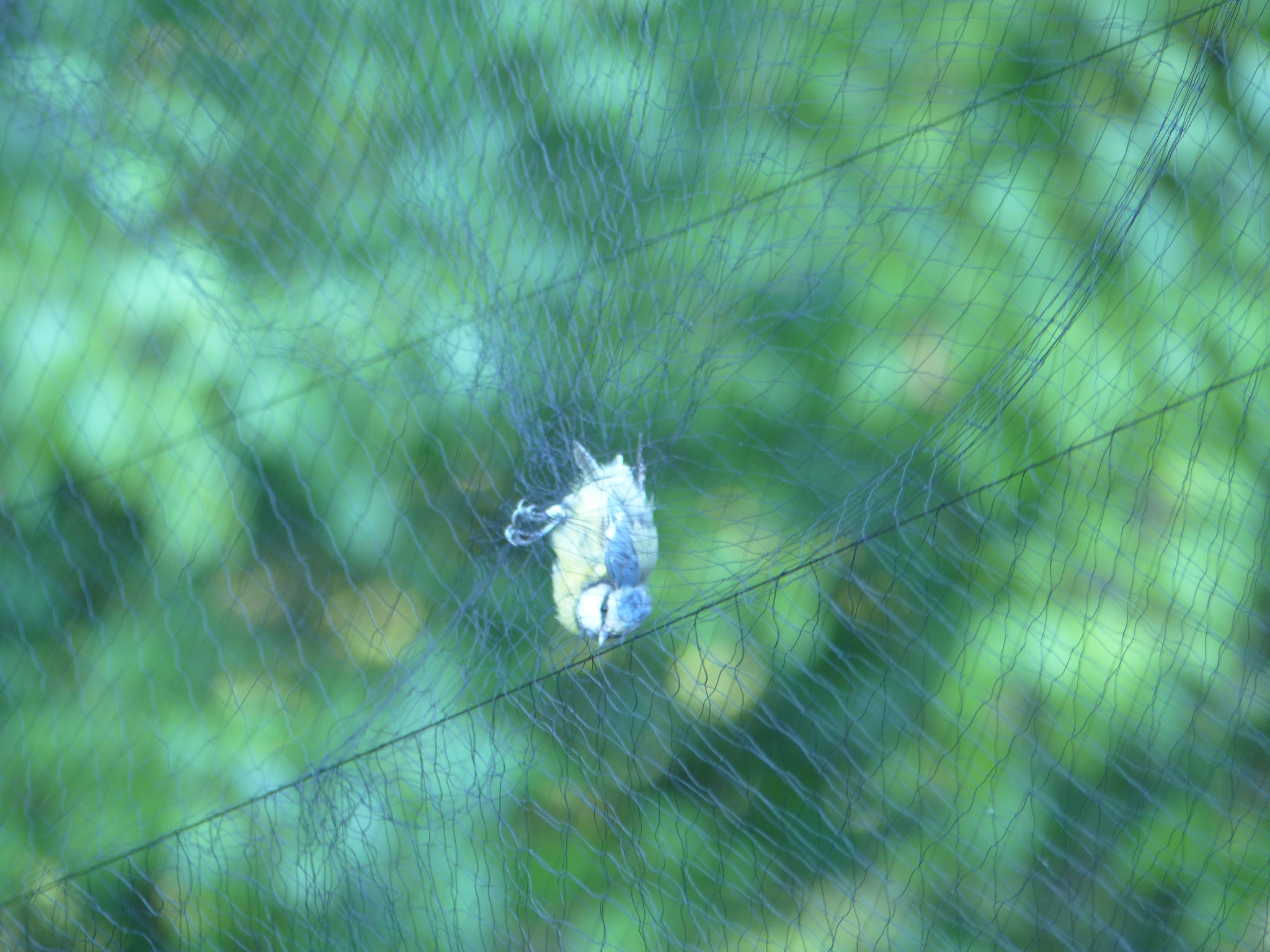 Eine Blaumeise ist ins Netz gegangen, die Vögel verfangen sich nur und verletzen sich dabei nicht.