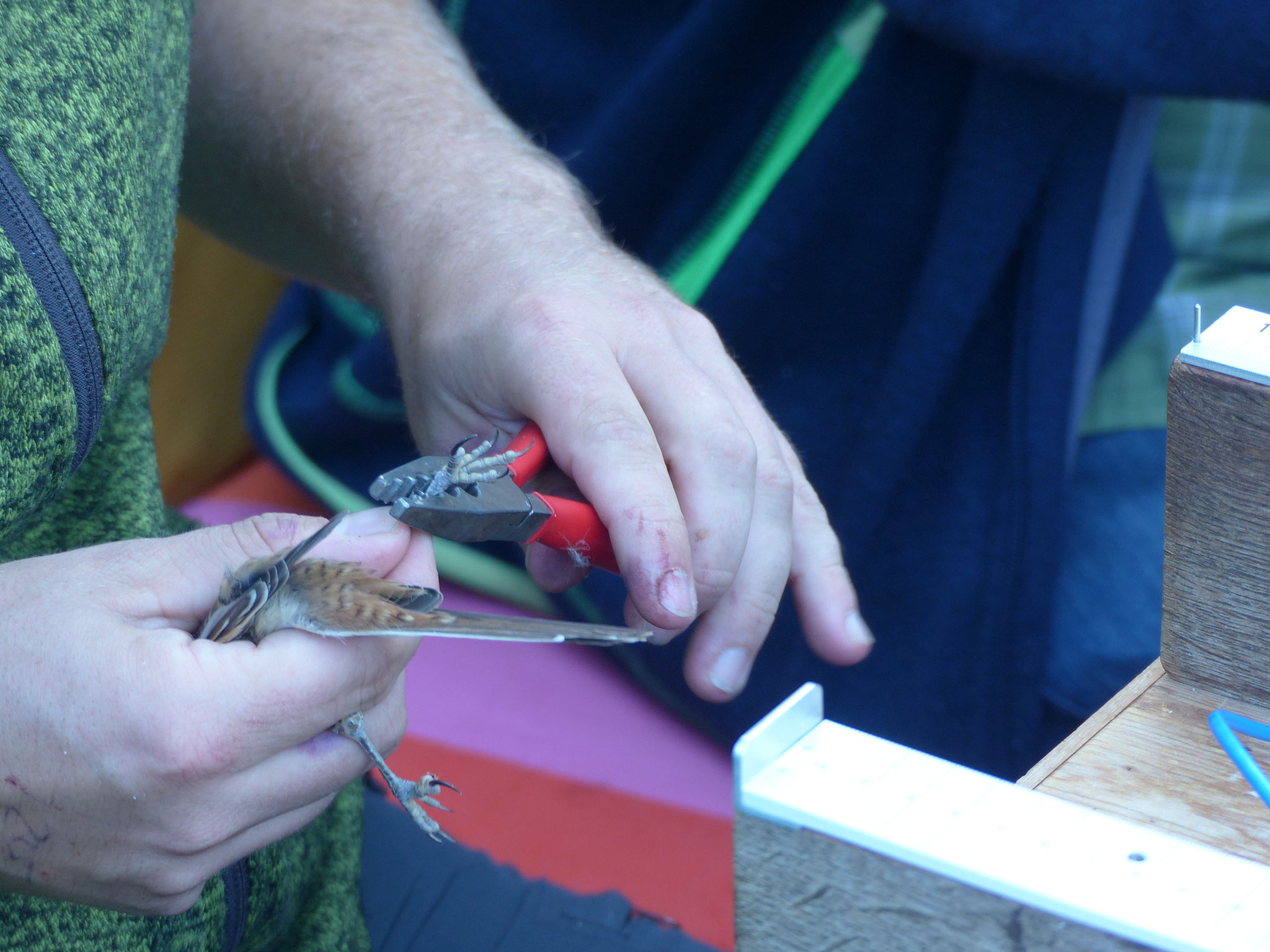 Danach wird dem Vogel der Ring angelegt und mit der Zange so um das Bein gelegt, dass der Vogel damit nirgendwo hängenbleiben kann.