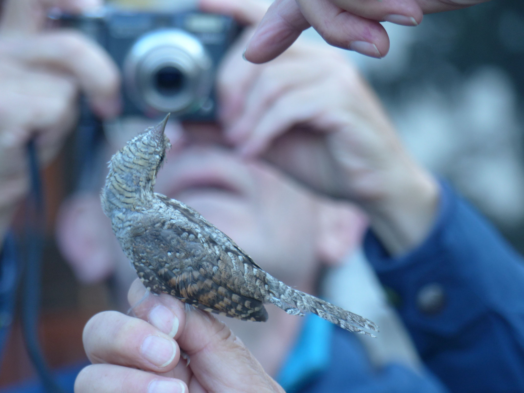 Eindrucksvoll demonstriert der Vogel die Herkunft seines Namens und wendet seinen Hals in alle möglichen Richtungen.