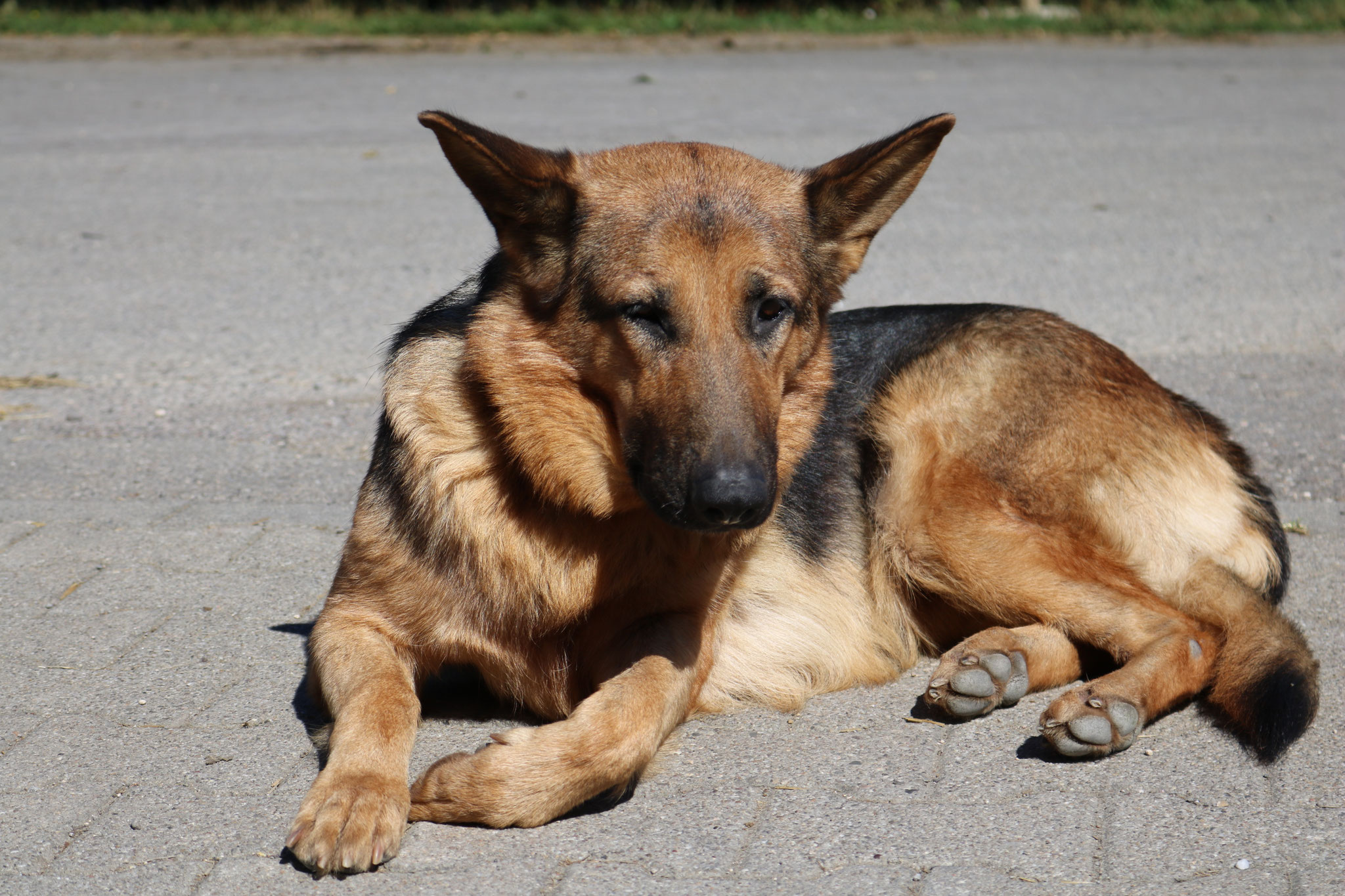 Hofhund Dolly