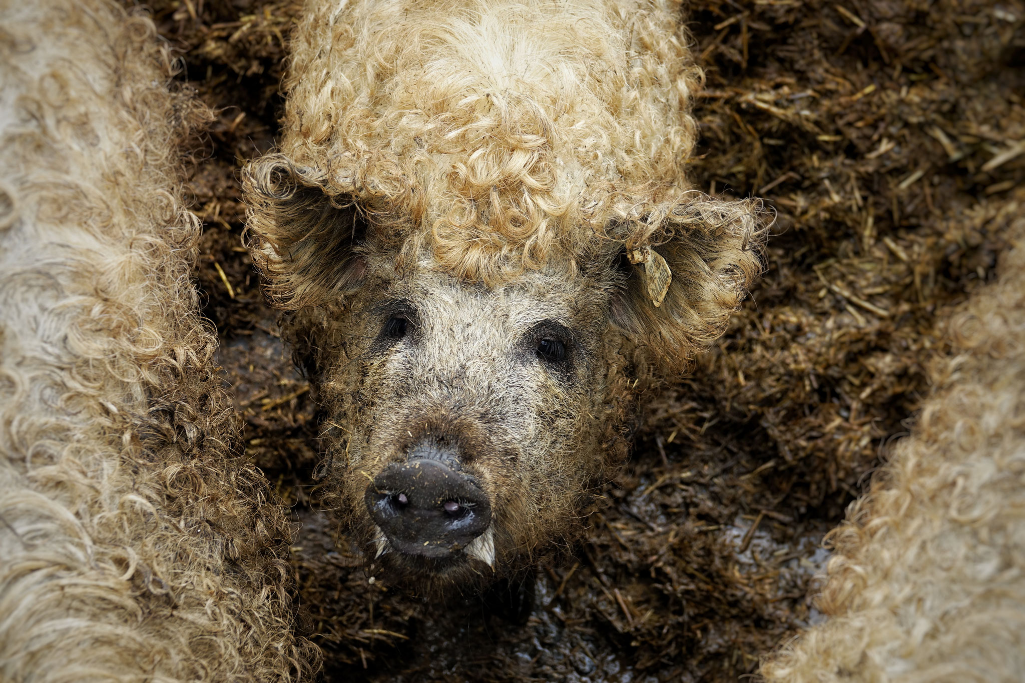 Unsere Wollschweine