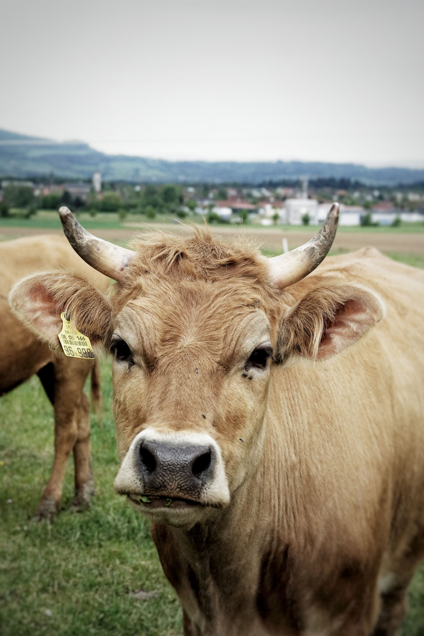 Unsere Rinder