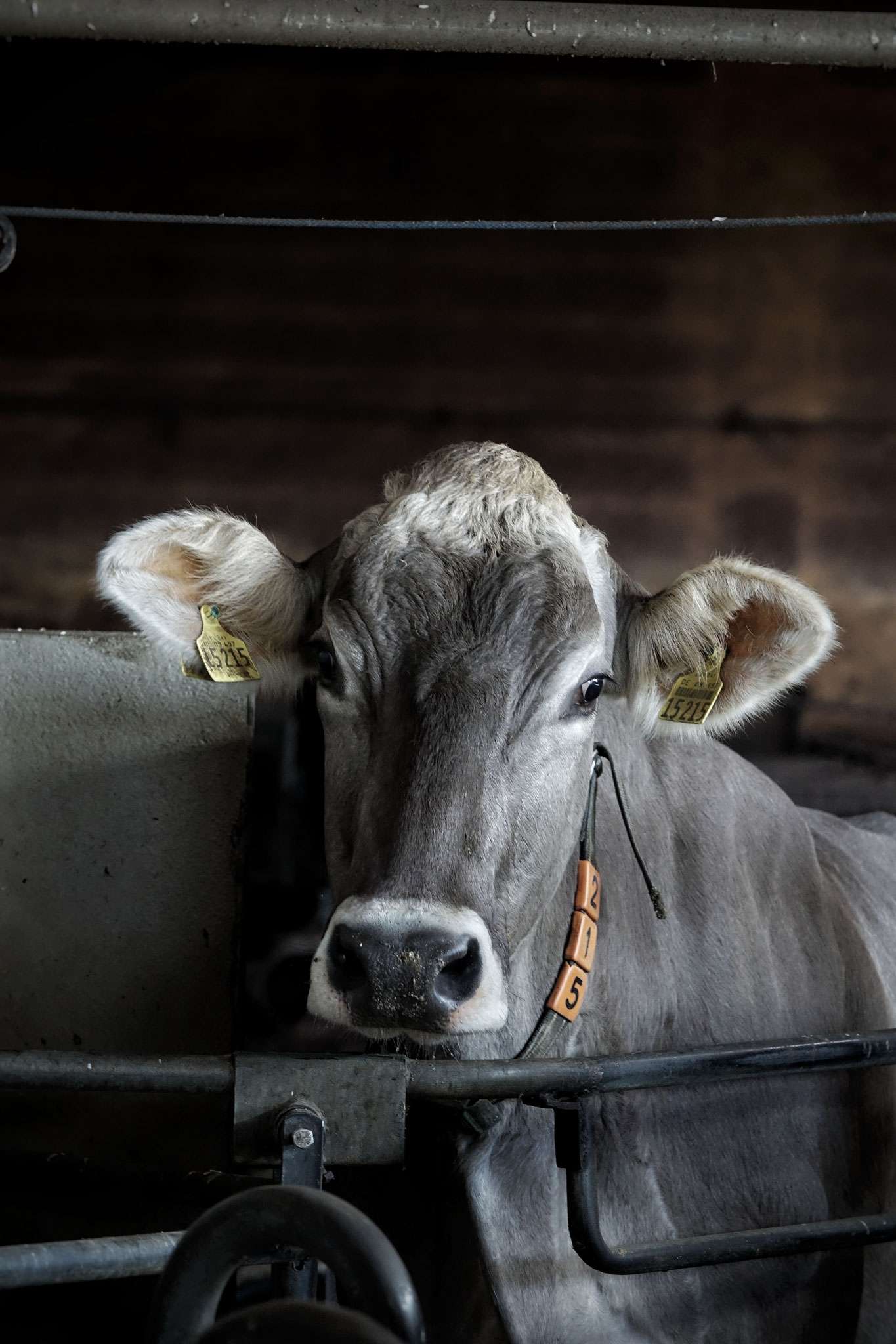 Resi aus dem Allgäu