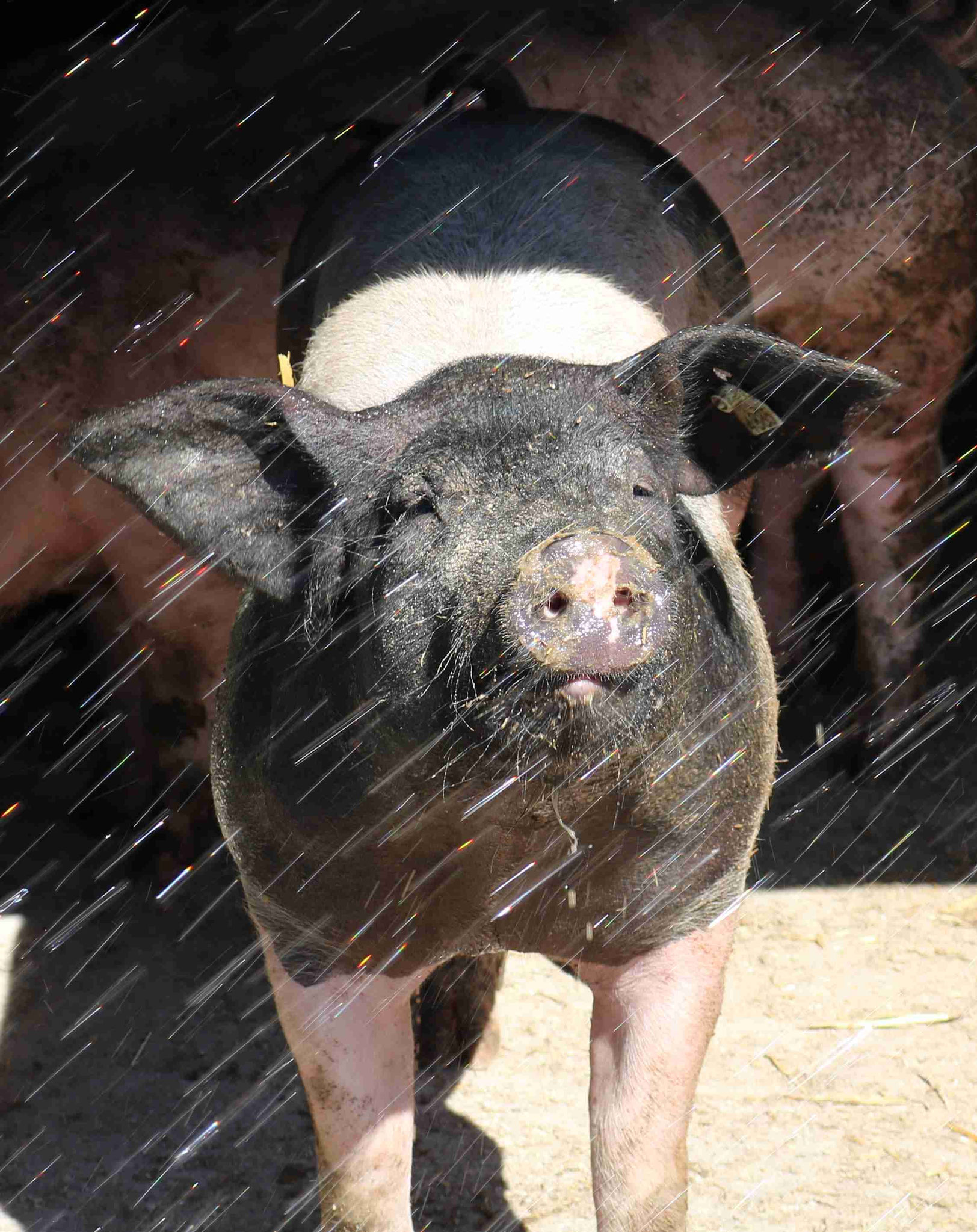  Duschende Schweinchen