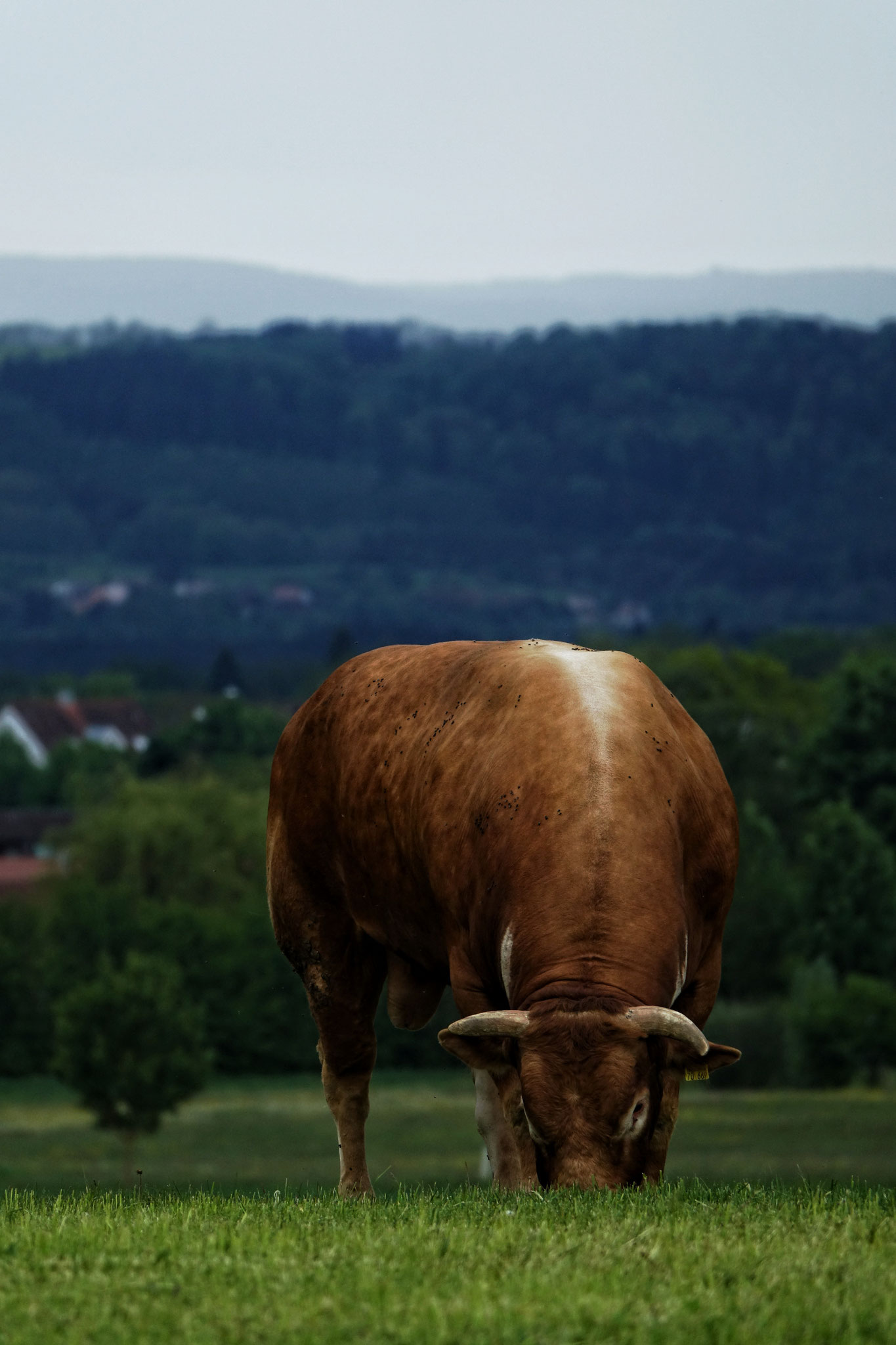 Unser Limousinbulle